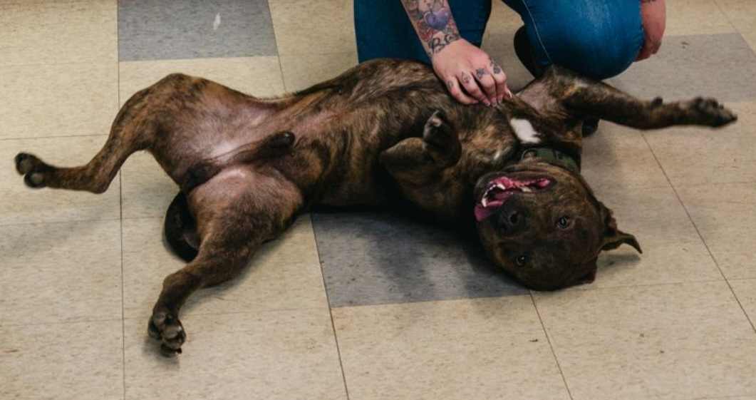 Enlarge Duke, a Adoptable Pit Bull Terrier in Stockton, CA image 5/6