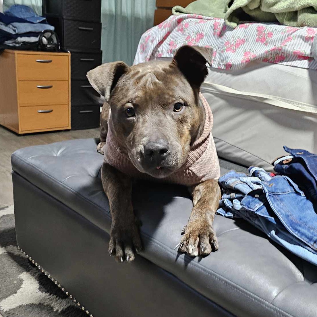 Enlarge Duke, a Adoptable Pit Bull Terrier in Stockton, CA image 1/6