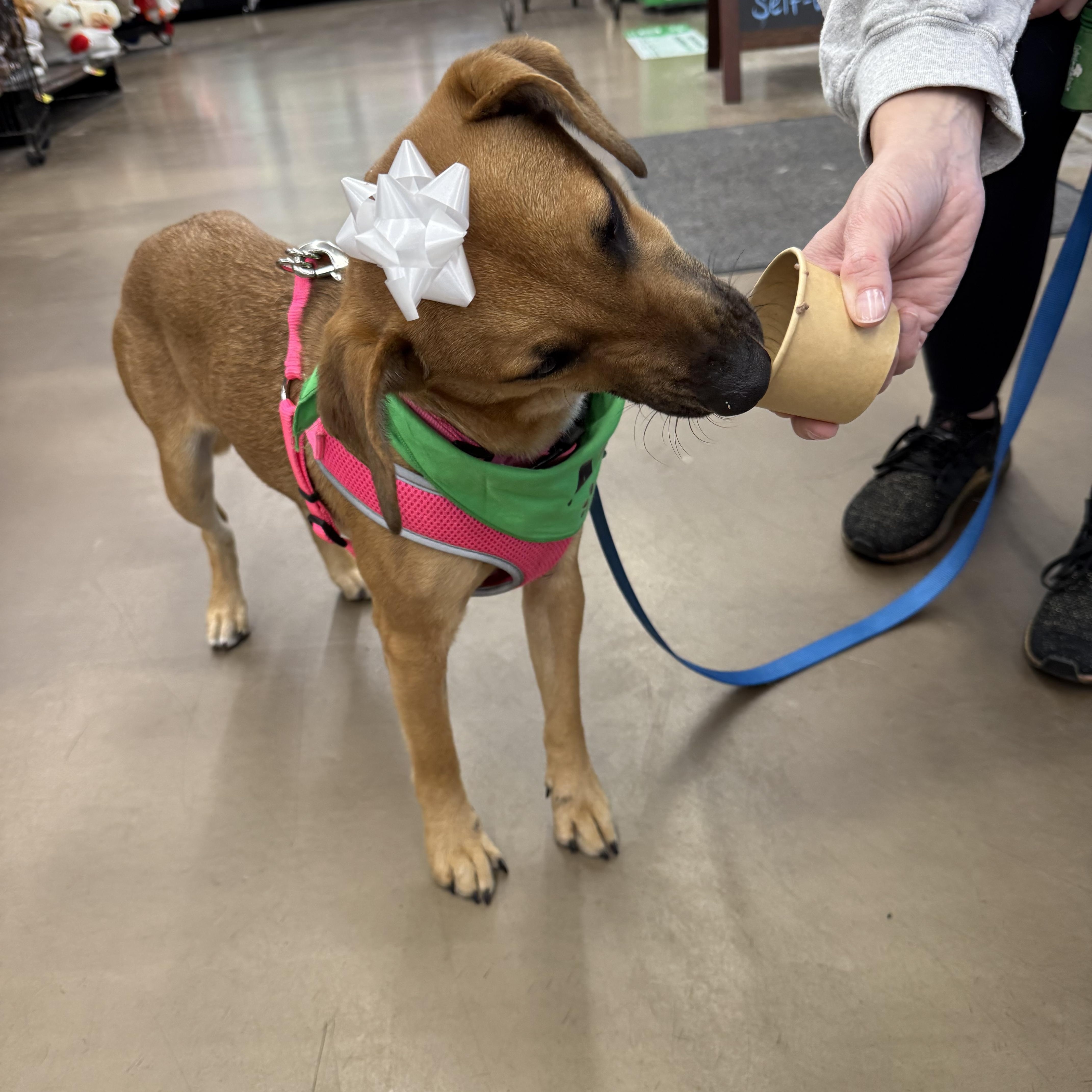 Aurora, an adoptable Feist, Beagle in East Dundee , IL, 60118 | Photo Image 3
