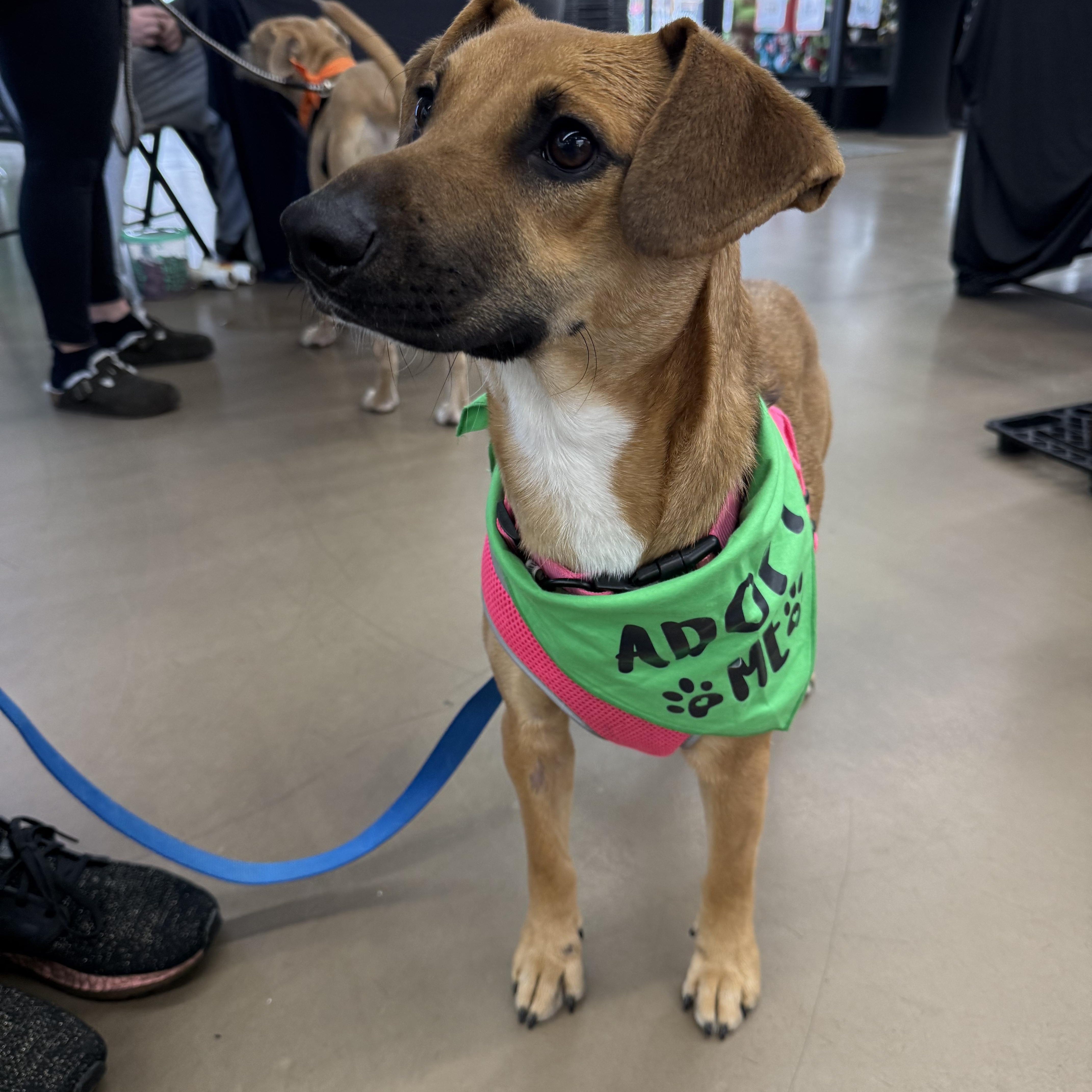 Aurora, an adoptable Feist, Beagle in East Dundee , IL, 60118 | Photo Image 1