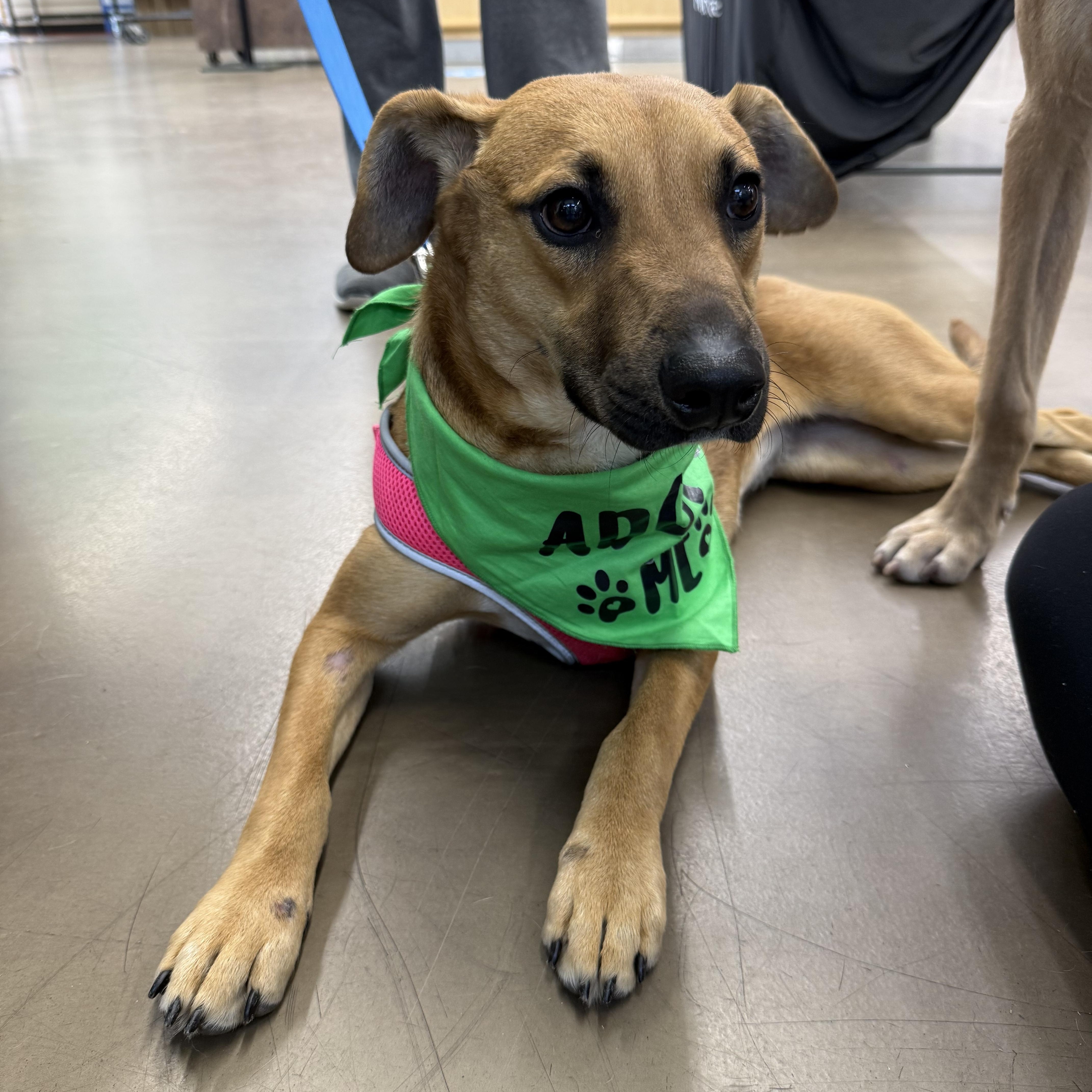 Aurora, an adoptable Feist, Beagle in East Dundee , IL, 60118 | Photo Image 5
