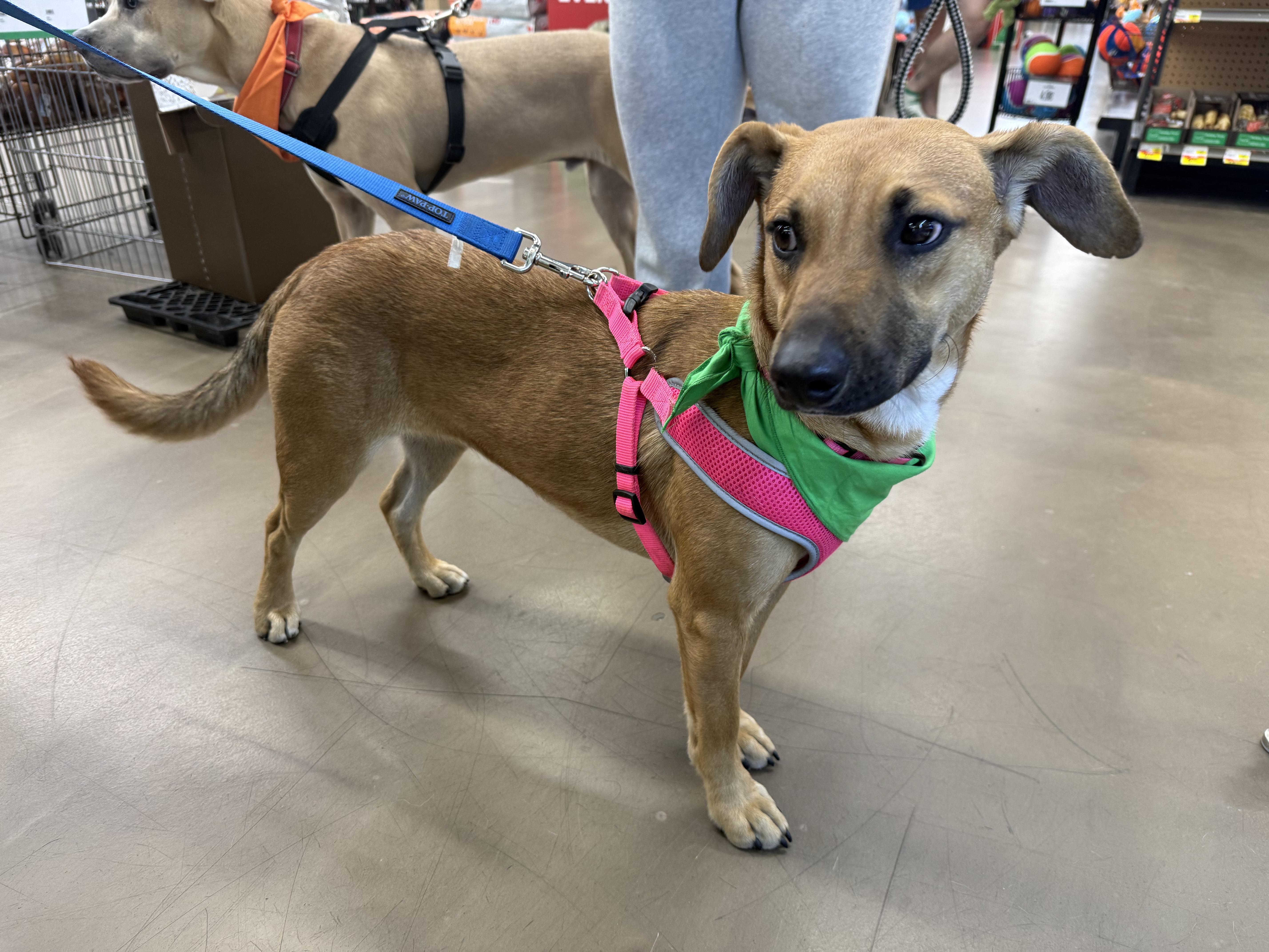 Aurora, an adoptable Feist, Beagle in East Dundee , IL, 60118 | Photo Image 4