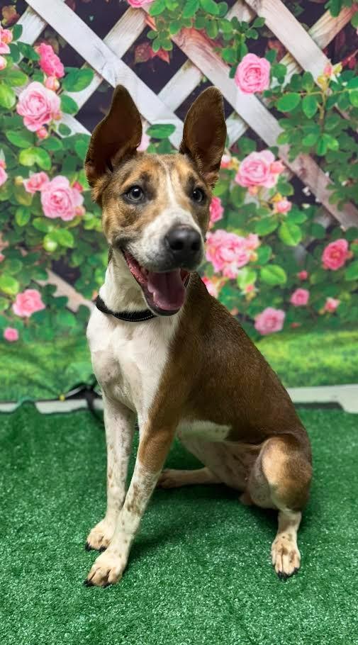 Bambi, Adoptable, Adult Female Mixed Breed.