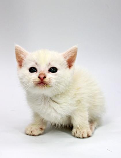 Peep, Adoptable, Kitten Male Domestic Medium Hair & Domestic Short Hair.