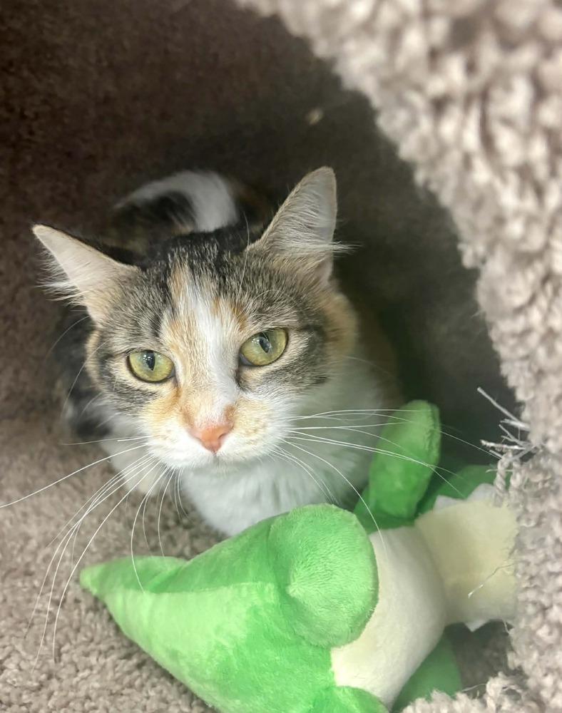Sky, Adoptable, Young Female Domestic Medium Hair & Calico.