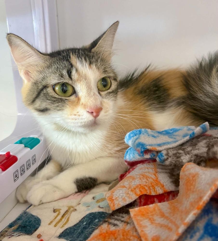 Enlarge Sky, a Adoptable mixed breed in Plymouth, MN image 2/4
