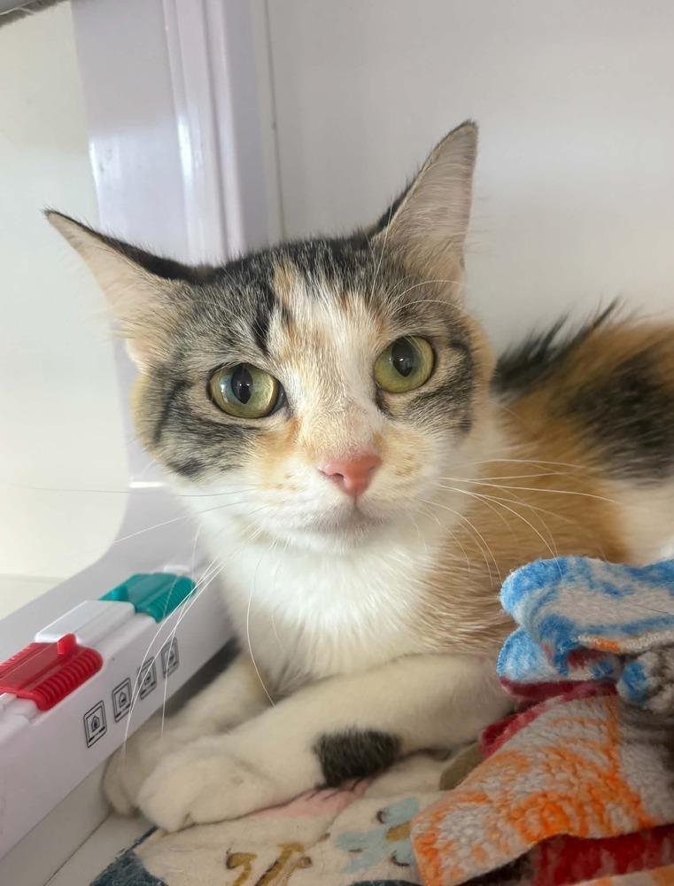 Enlarge Sky, a Adoptable mixed breed in Plymouth, MN image 3/4