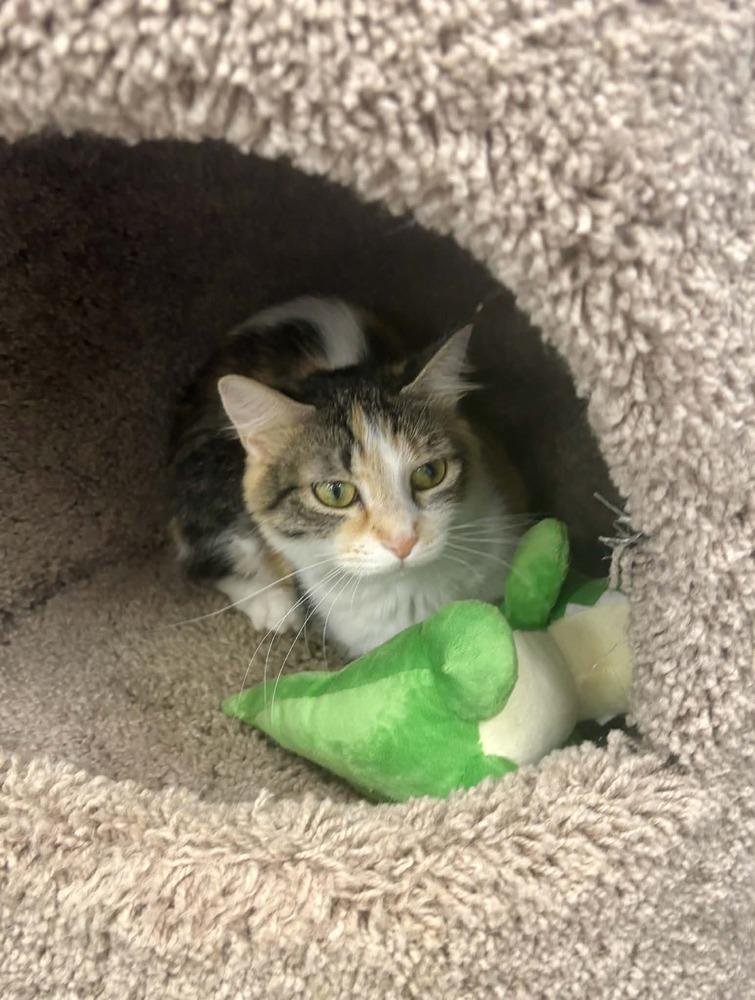 Enlarge Sky, a Adoptable mixed breed in Plymouth, MN image 4/4