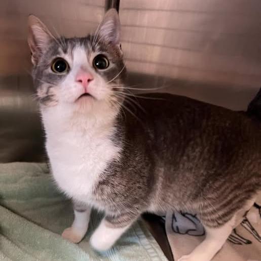 Enlarge Cherub, a Adoptable Domestic Short Hair in Redwood City, CA image 1/1