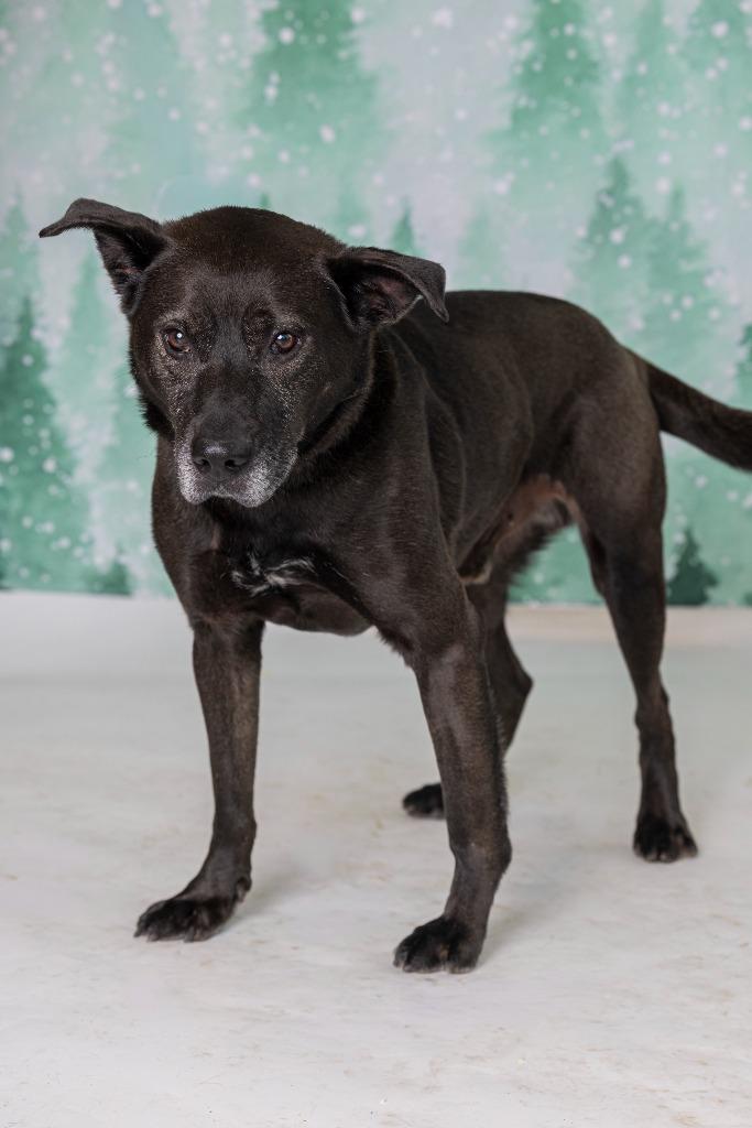 Enlarge Dawson, a Adoptable Mixed Breed in Dearborn, MI image 1/4