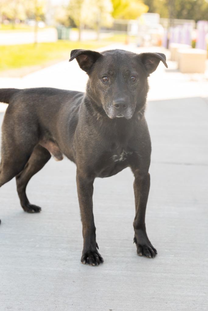 Enlarge Dawson, a Adoptable Mixed Breed in Dearborn, MI image 2/4