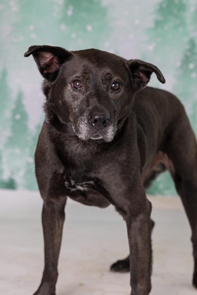 Enlarge Dawson, a Adoptable Mixed Breed in Dearborn, MI image 3/4