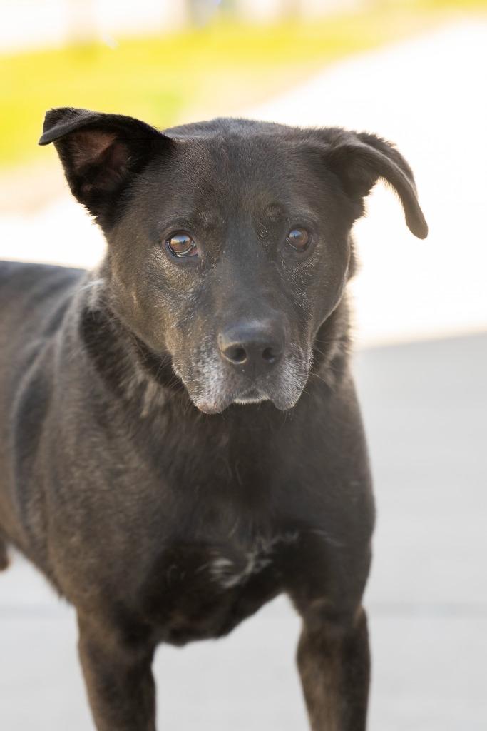 Enlarge Dawson, a Adoptable Mixed Breed in Dearborn, MI image 2/4