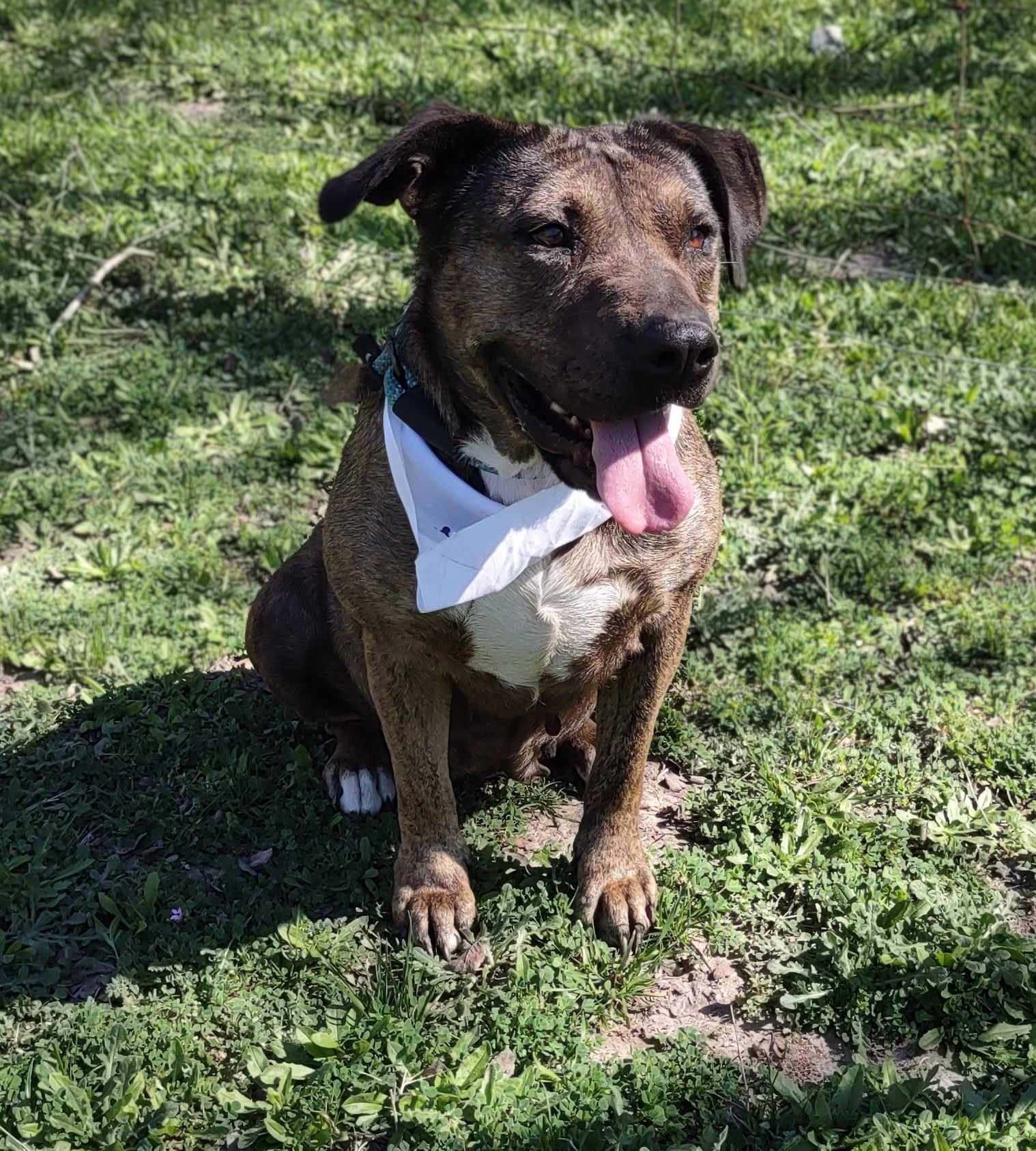 Enlarge Susie, a Adoptable Mixed Breed in Kempner, TX image 17/19