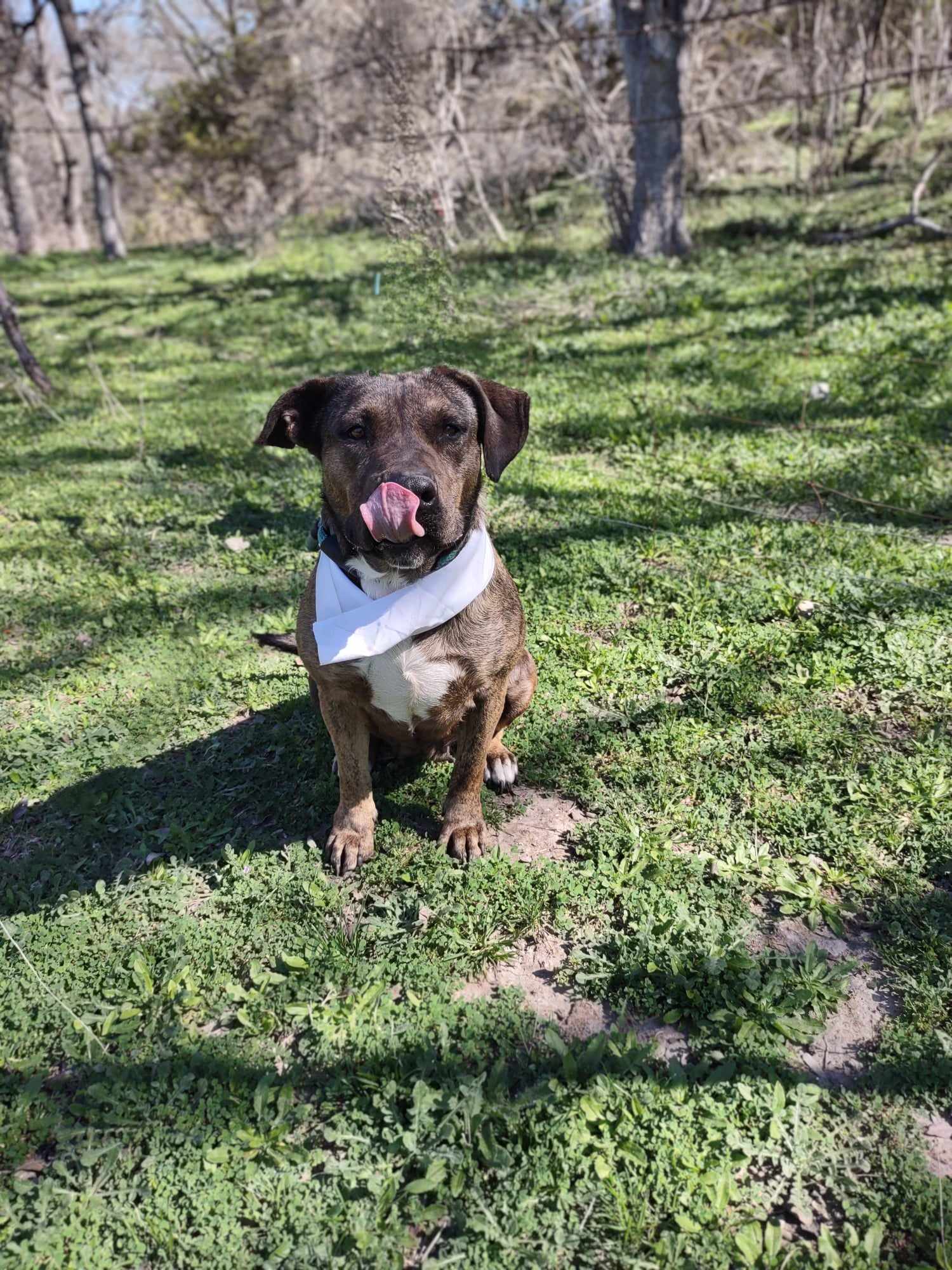 Enlarge Susie, a Adoptable Mixed Breed in Kempner, TX image 15/19