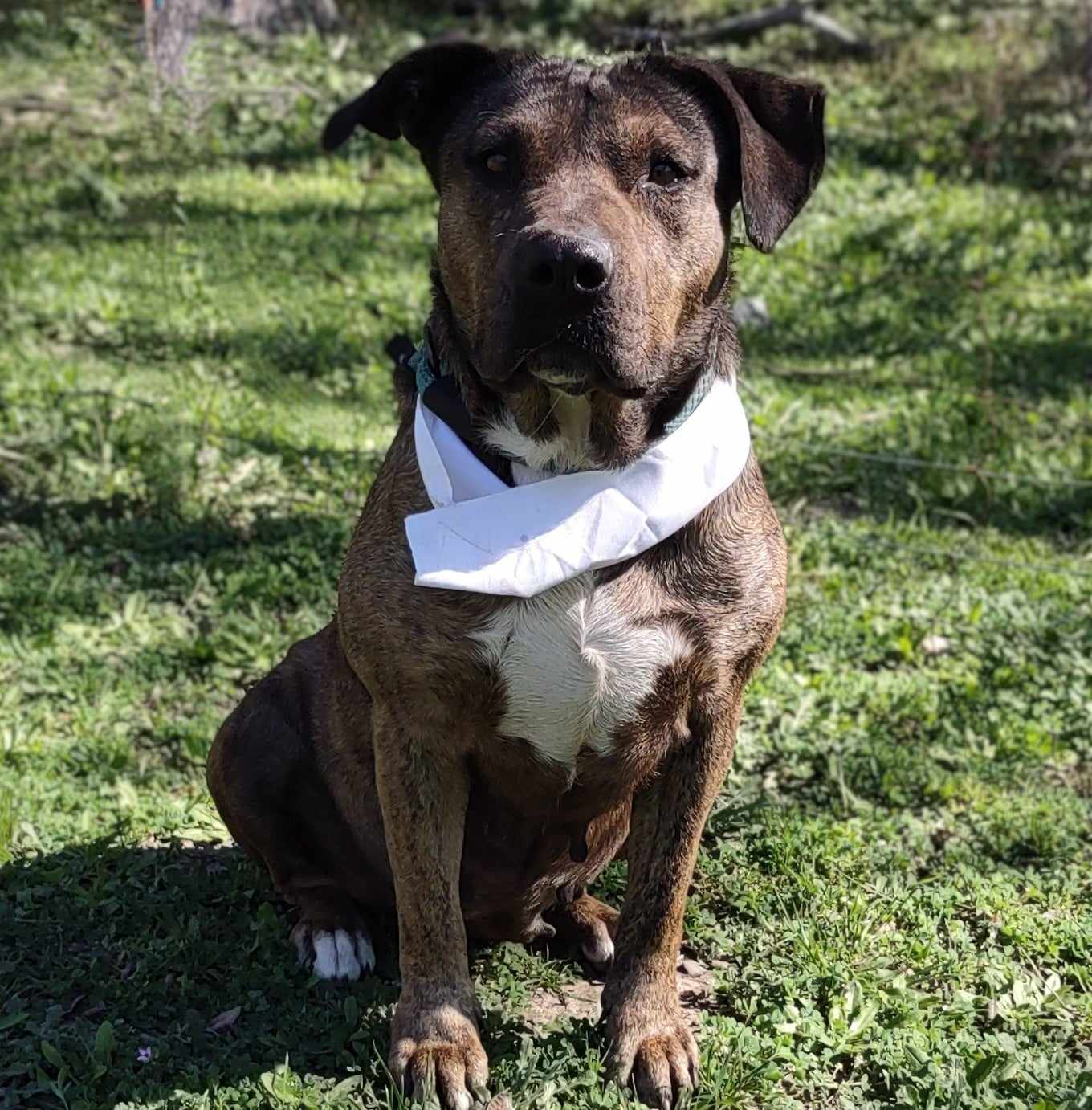 Enlarge Susie, a Adoptable Mixed Breed in Kempner, TX image 16/19