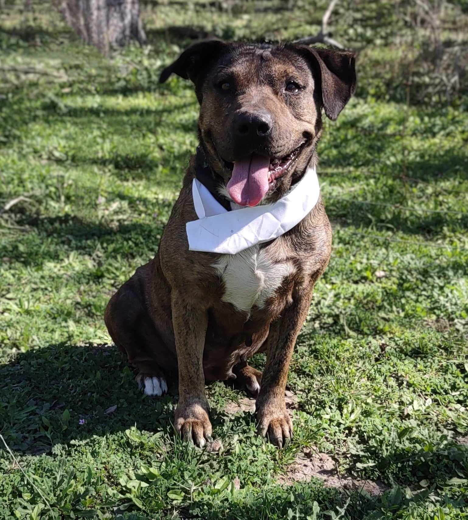 Susie, Adoptable, Adult Female Mixed Breed.