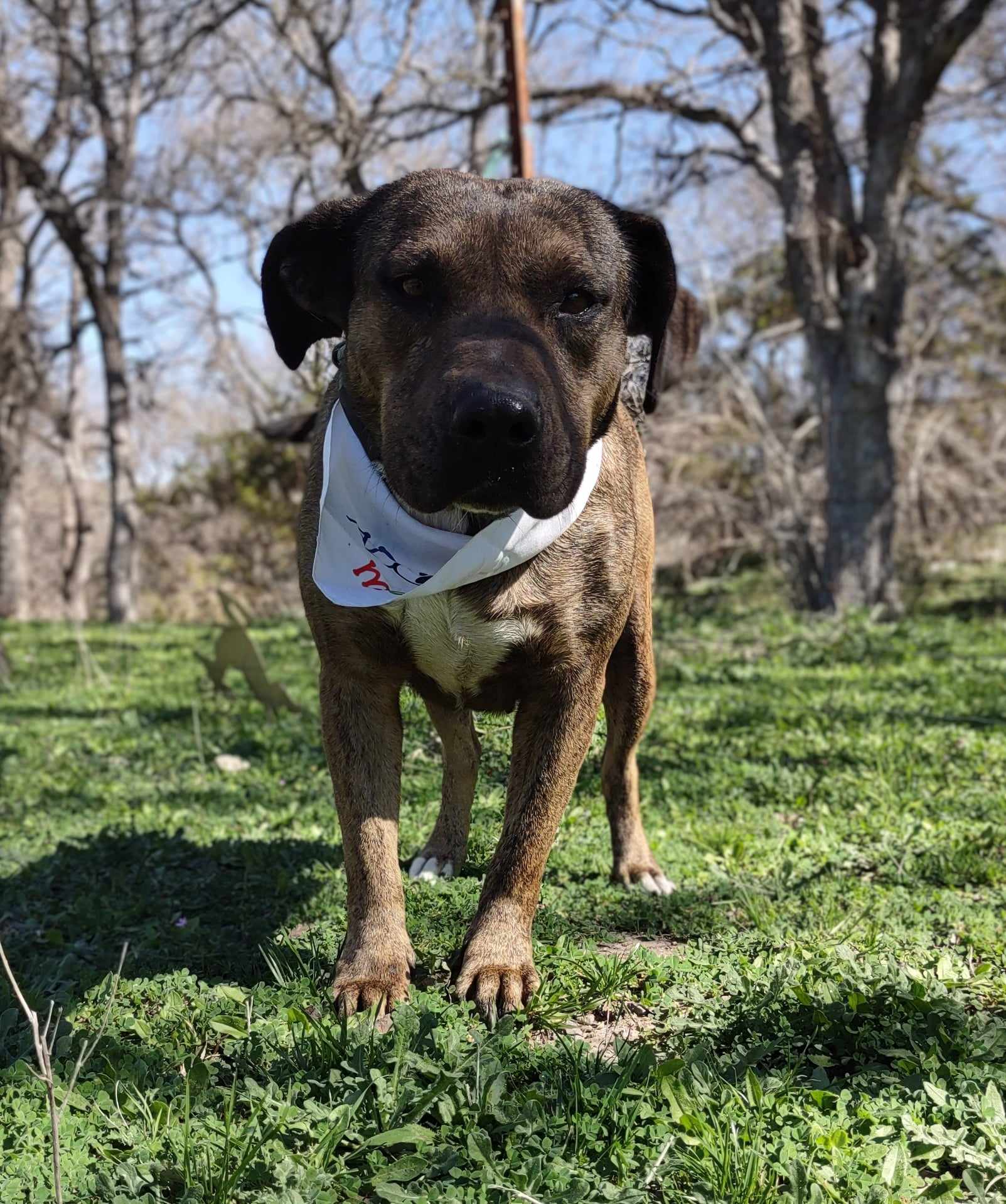 Susie — thumbnail 5