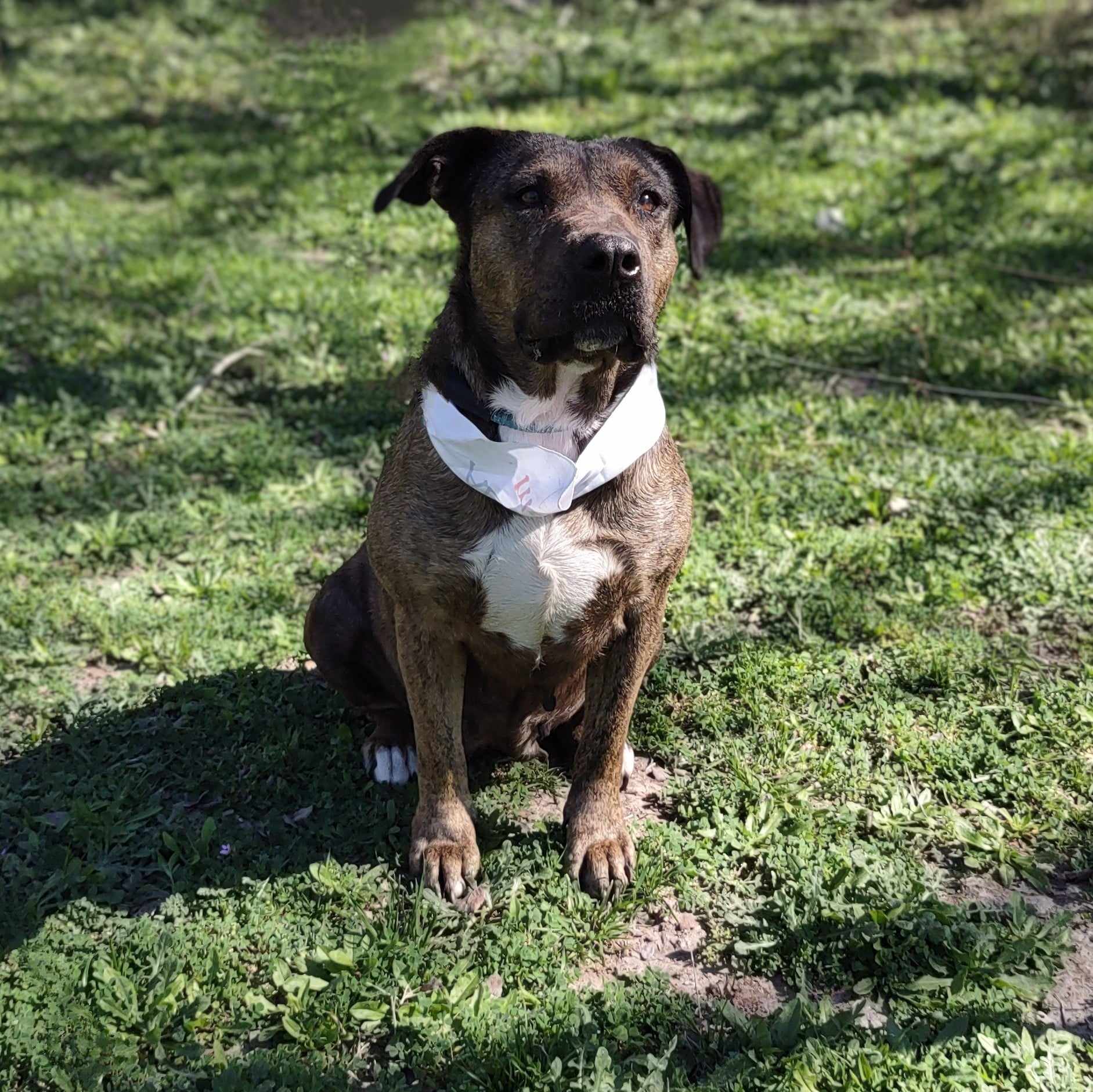 Enlarge Susie, a Adoptable Mixed Breed in Kempner, TX image 19/19