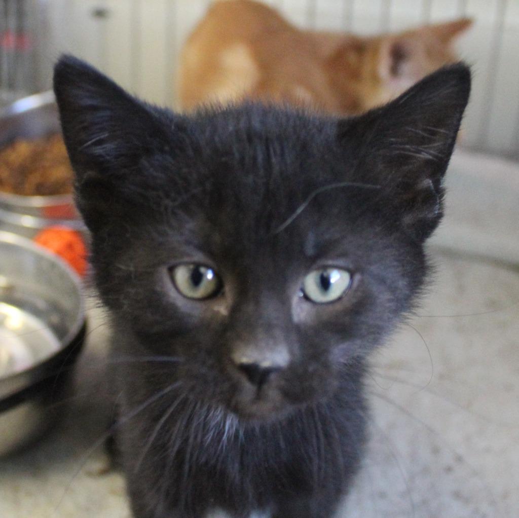 Pogo, Adoptable, Kitten Female Domestic Short Hair.