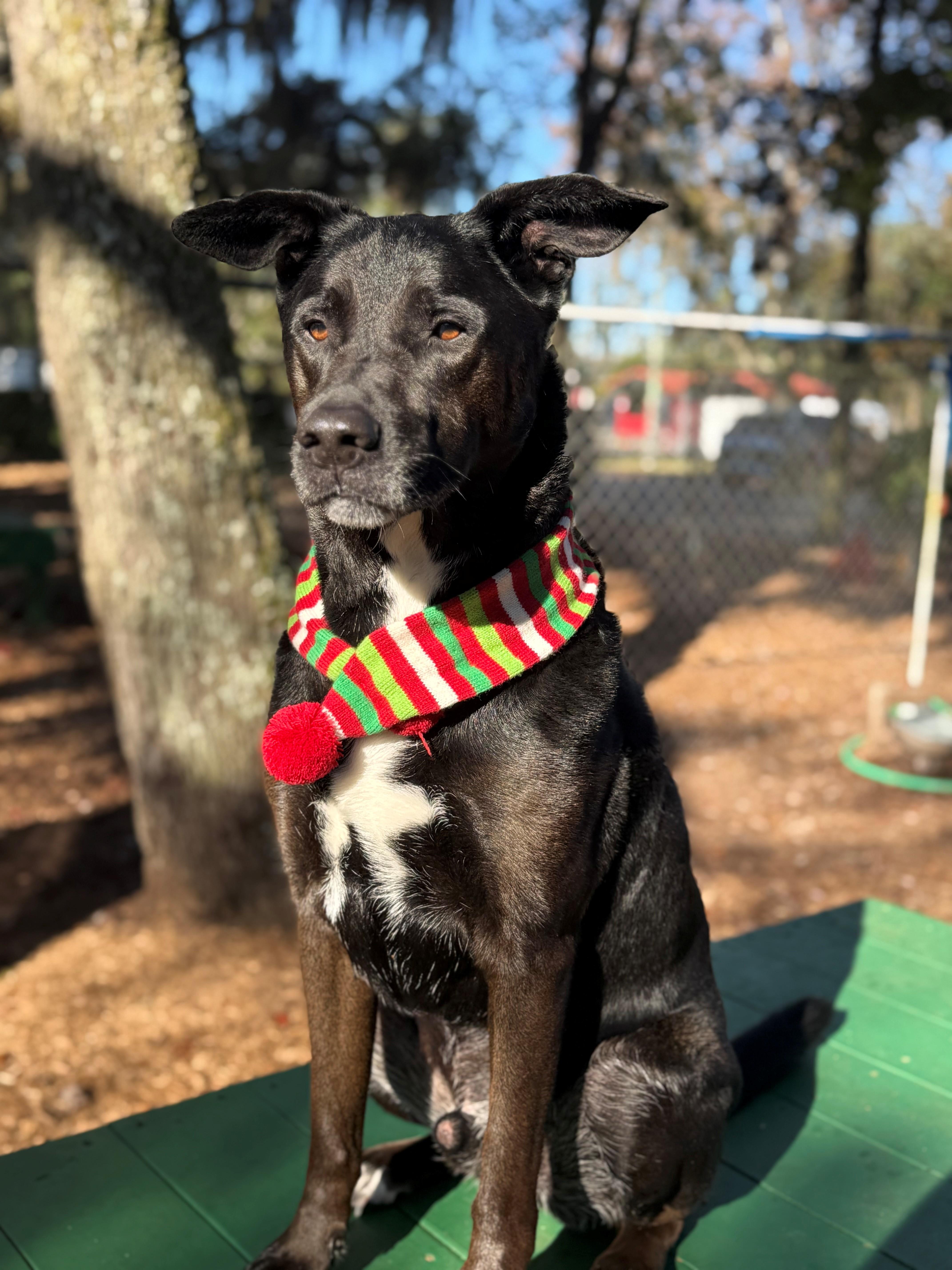 Tucker, adoptable, Adult Male Labrador Retriever.