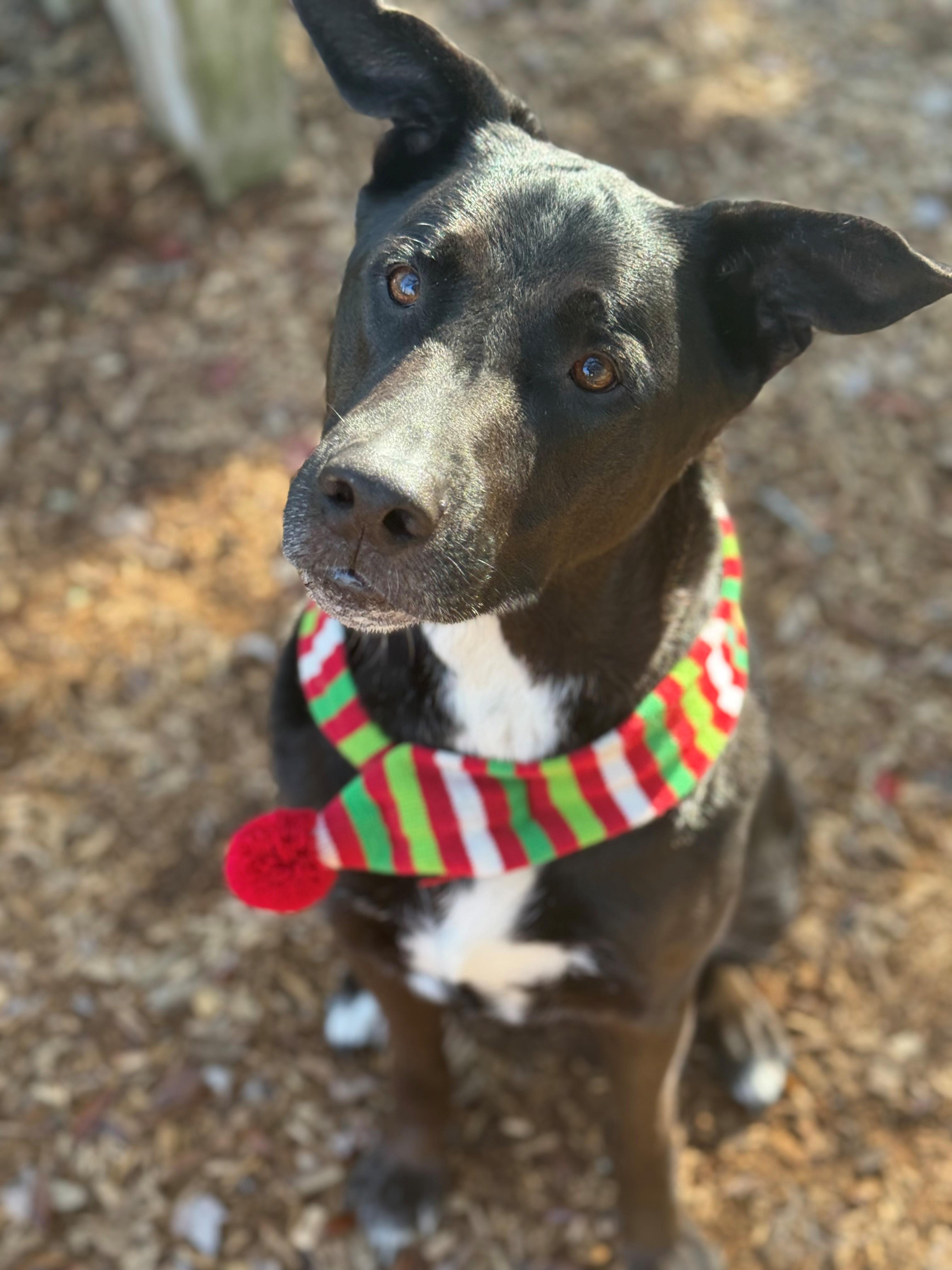 Enlarge Tucker, an adoptable mixed breed in St. Augustine, FL image 2/3