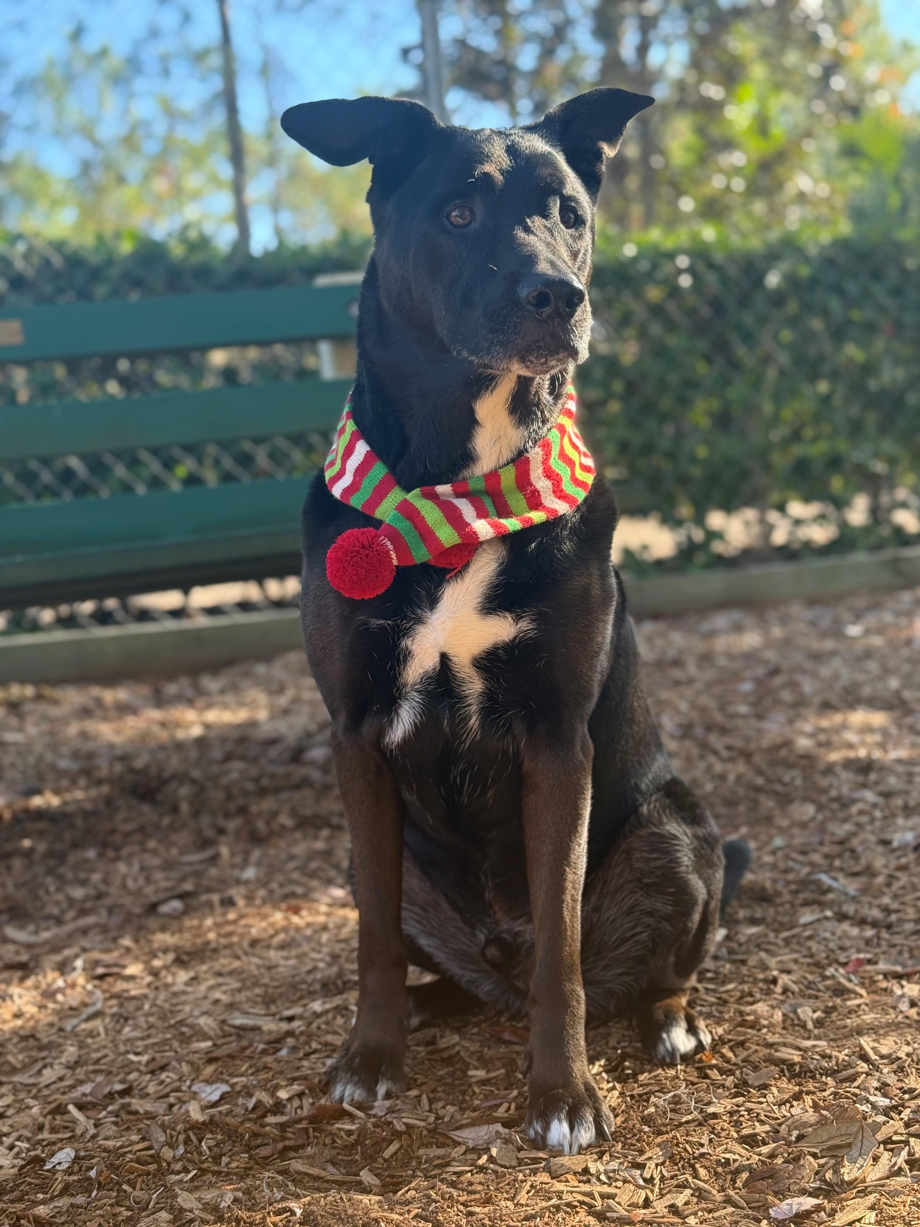 Enlarge Tucker, an adoptable mixed breed in St. Augustine, FL image 3/3
