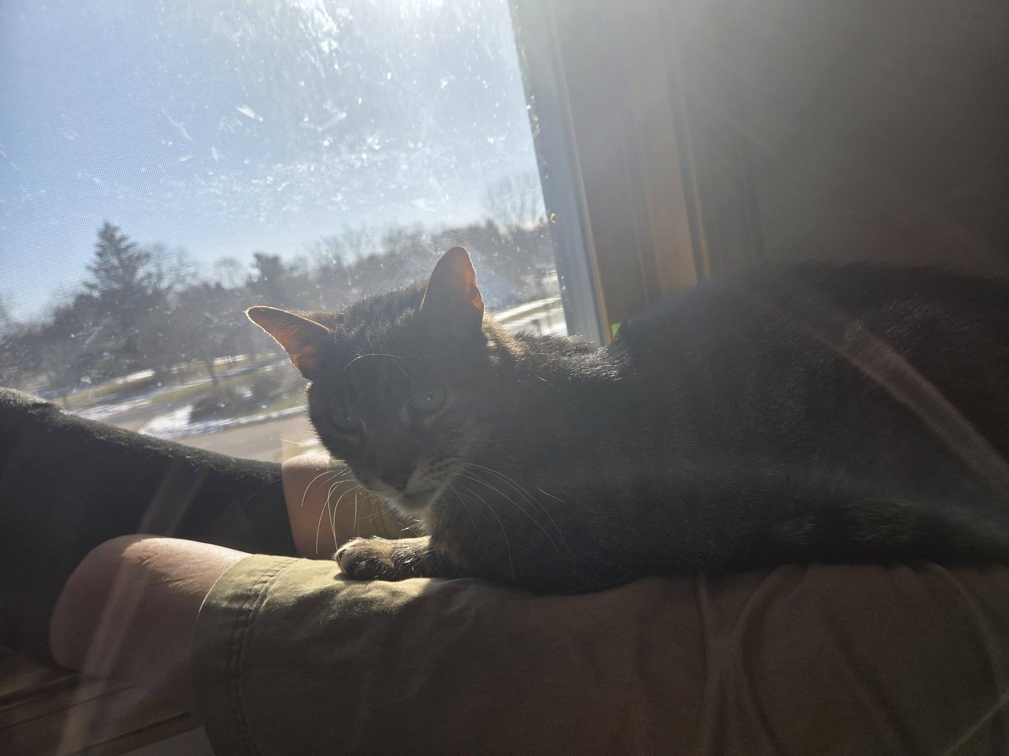 Enlarge Slinky **Only Pet, Free to good home**, a ADOPTABLE Domestic Short Hair in Rochester, NY image 2/3