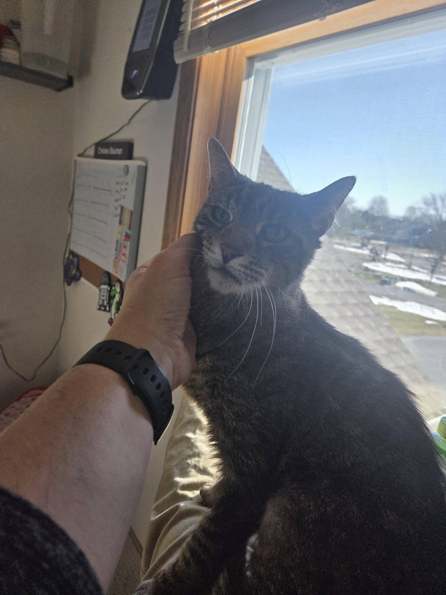 Slinky **Only Pet, Free to good home**, ADOPTABLE, Senior Male Domestic Short Hair.