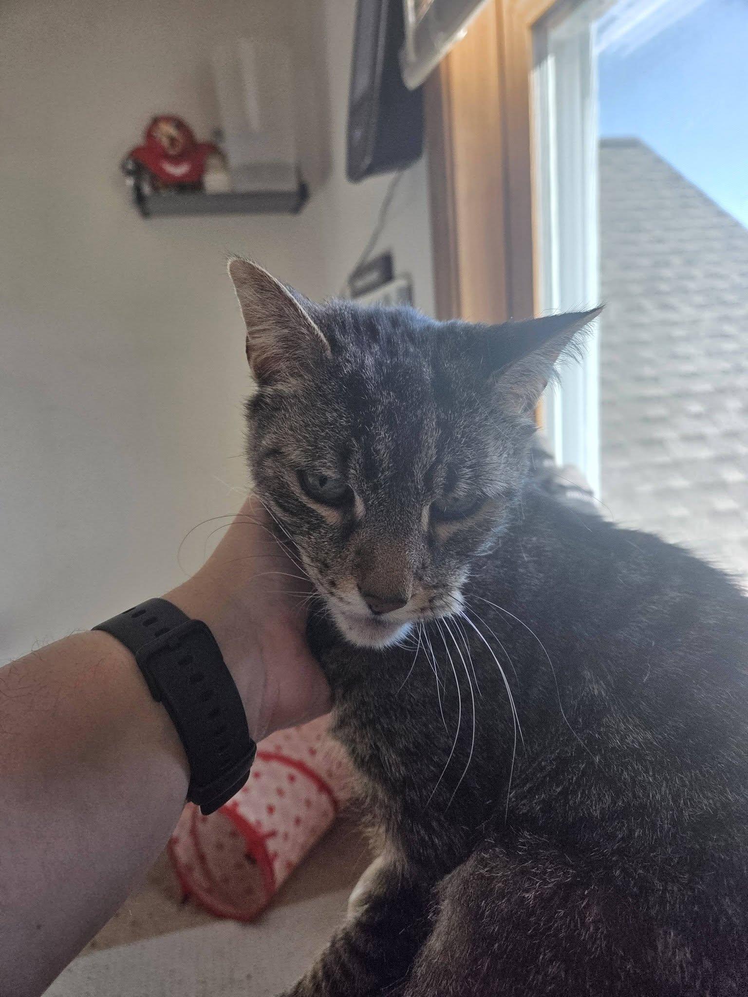 Enlarge Slinky **Only Pet, Free to good home**, a ADOPTABLE Domestic Short Hair in Rochester, NY image 3/3