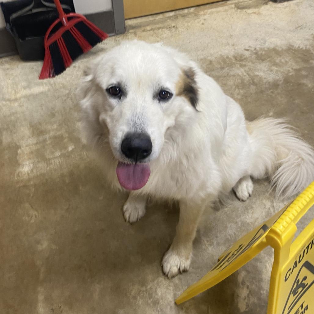 Bear - 021006U, Adoptable, Adult Male Great Pyrenees.