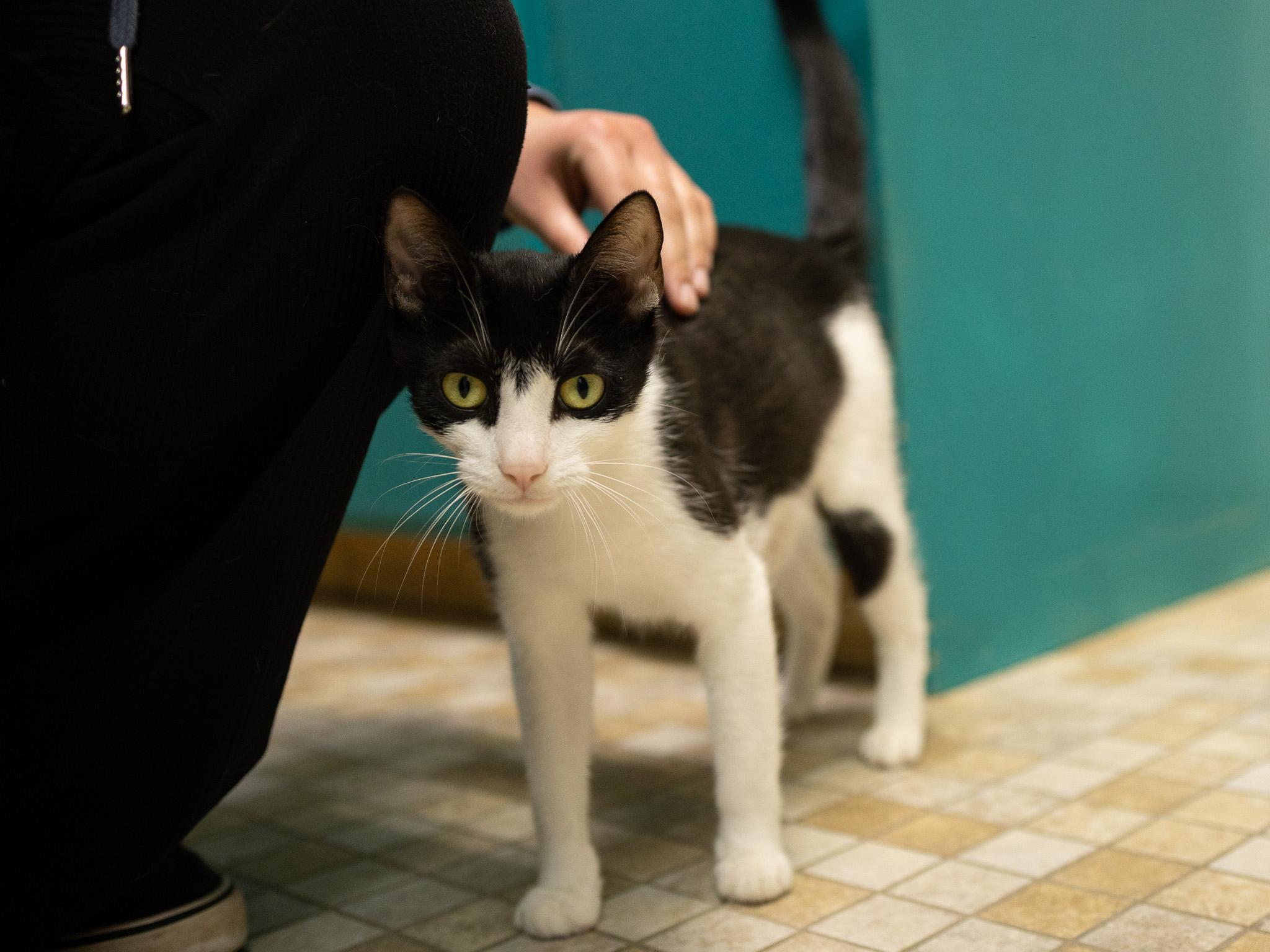 Spring, a Adoptable mixed breed in Monroe, WA image 4/6