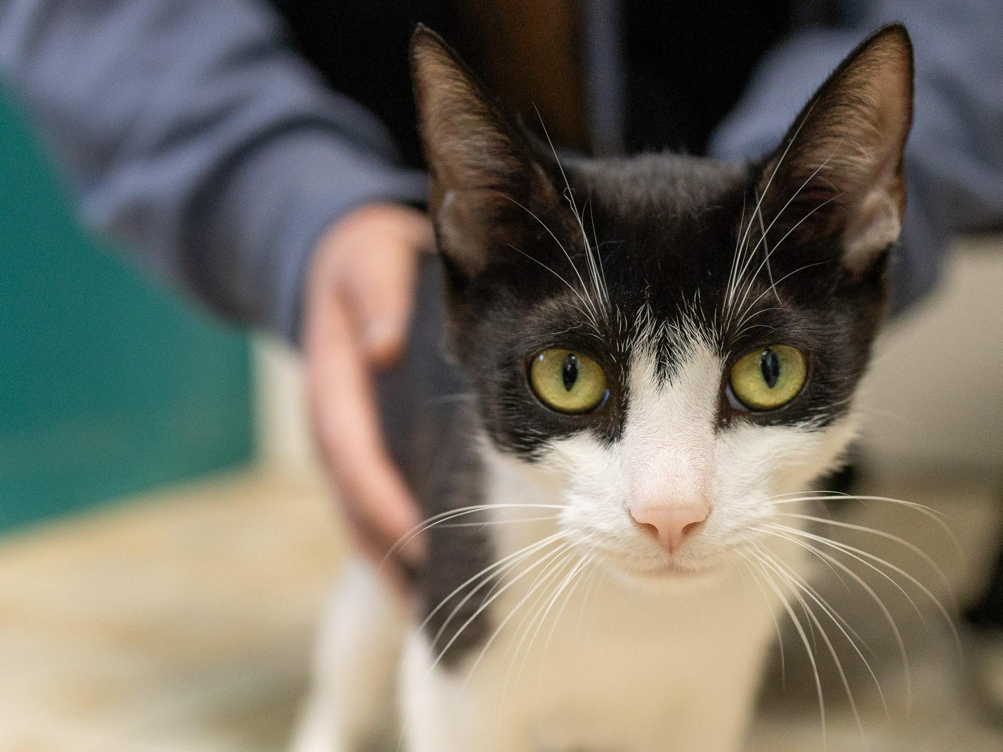 Spring, a Adoptable mixed breed in Monroe, WA image 5/6