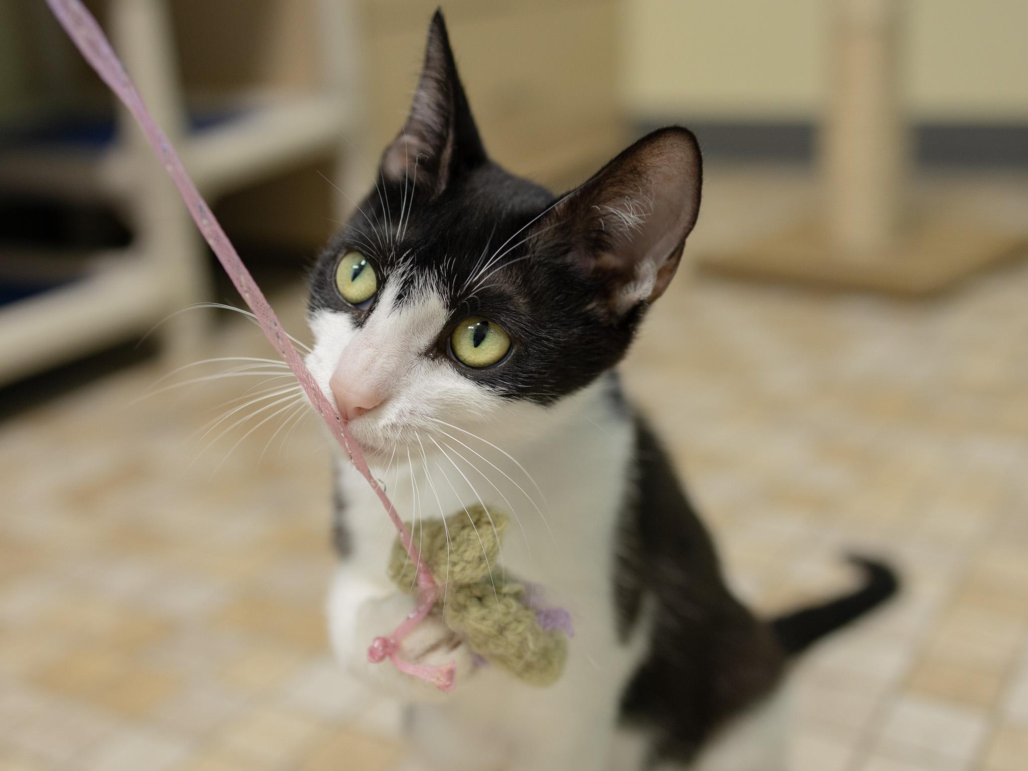 Spring, a Adoptable mixed breed in Monroe, WA image 3/6