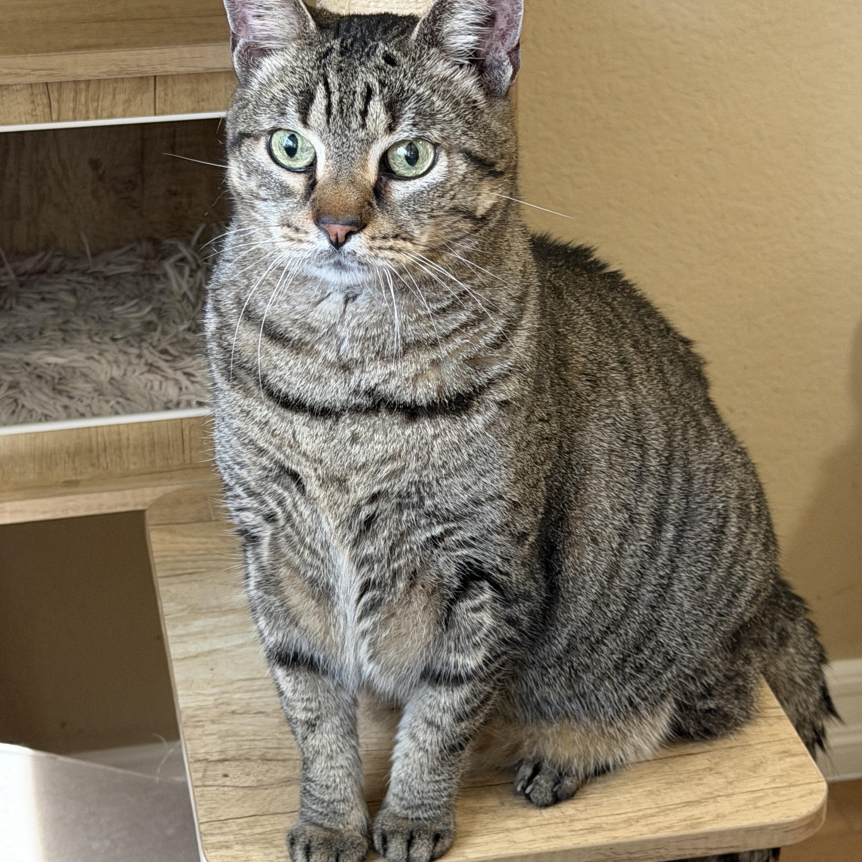 Enlarge Quinoa, a Adoptable mixed breed in Mission Viejo, CA image 1/1