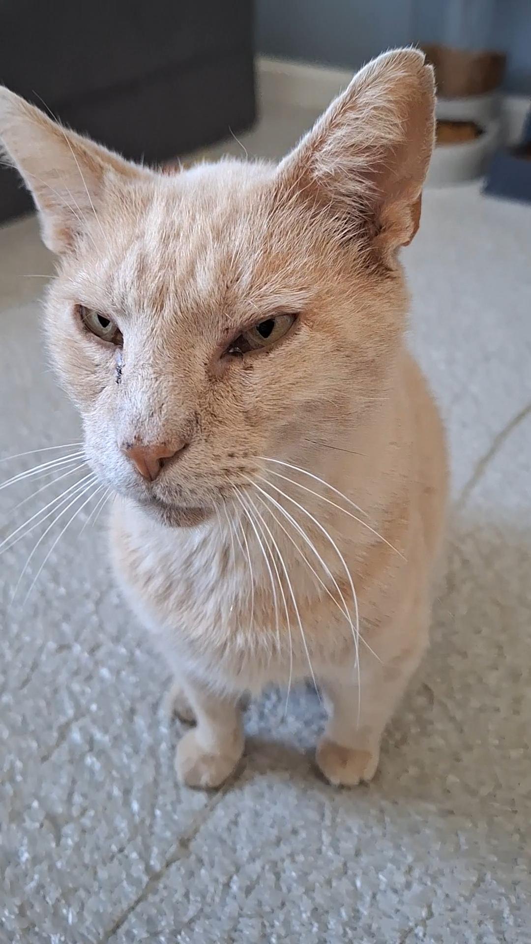 Colby, an adoptable Domestic Short Hair in BUTLER, PA image 3/3