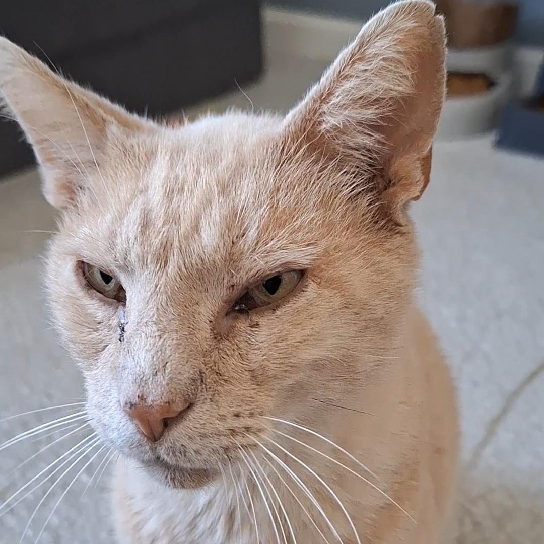 Colby, adoptable, Senior Male Domestic Short Hair.