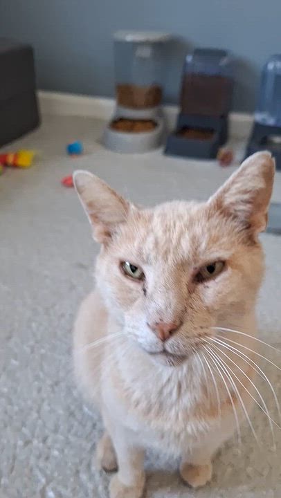 Enlarge Colby, an adoptable Domestic Short Hair in BUTLER, PA video 2/3