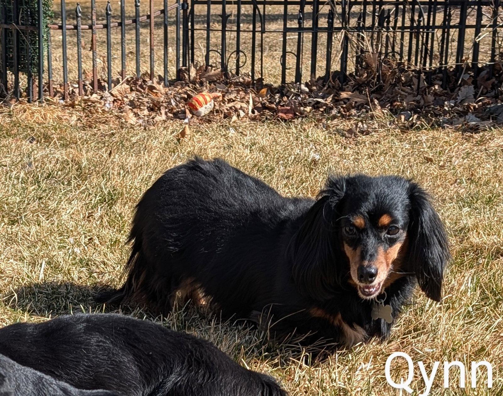 Enlarge Qynn, a Adoptable Dachshund in Sioux Falls, SD image 1/3