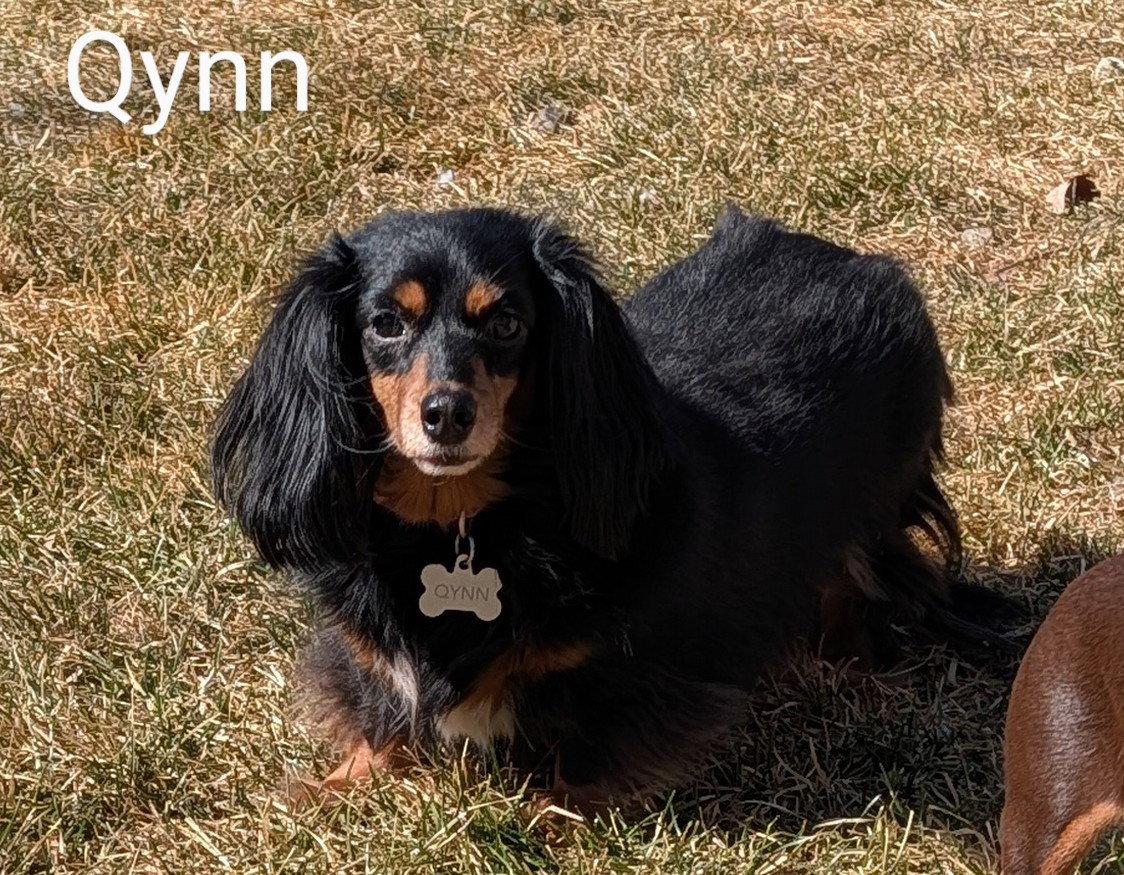 Enlarge Qynn, a Adoptable Dachshund in Sioux Falls, SD image 2/3