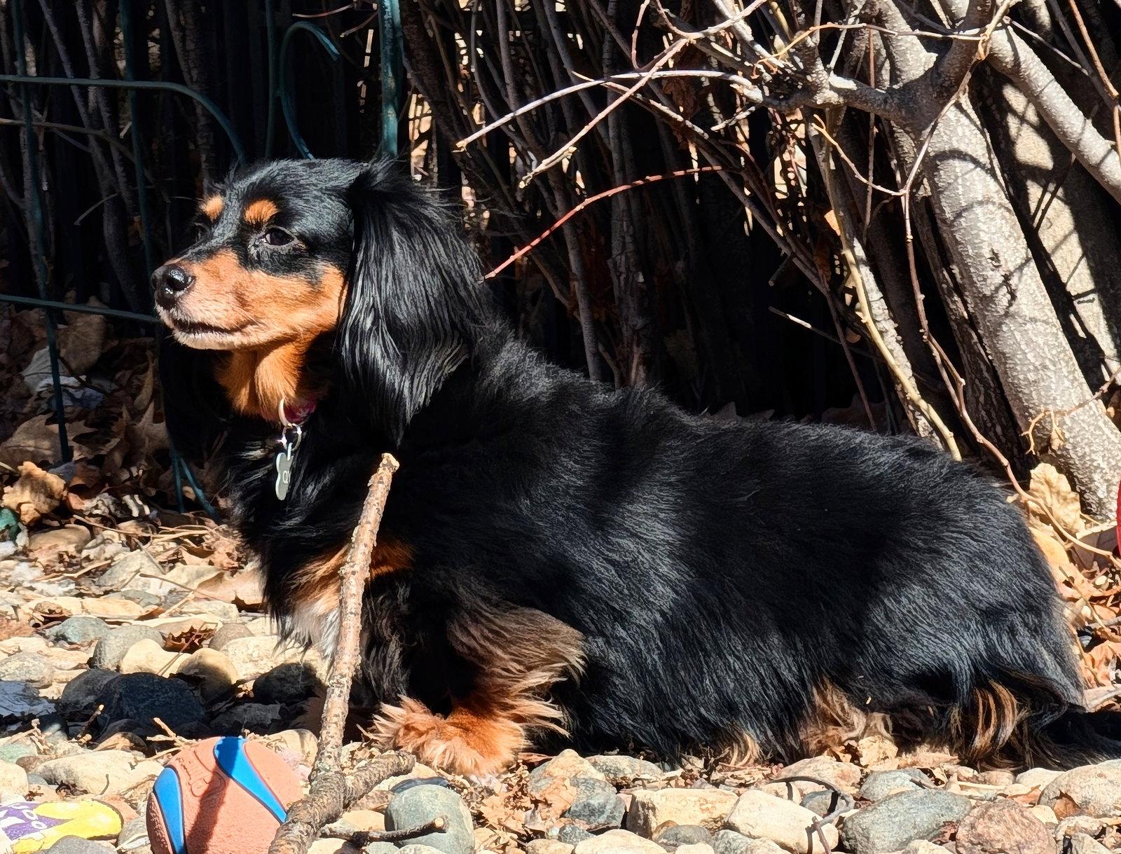 Enlarge Qynn, a Adoptable Dachshund in Sioux Falls, SD image 3/3