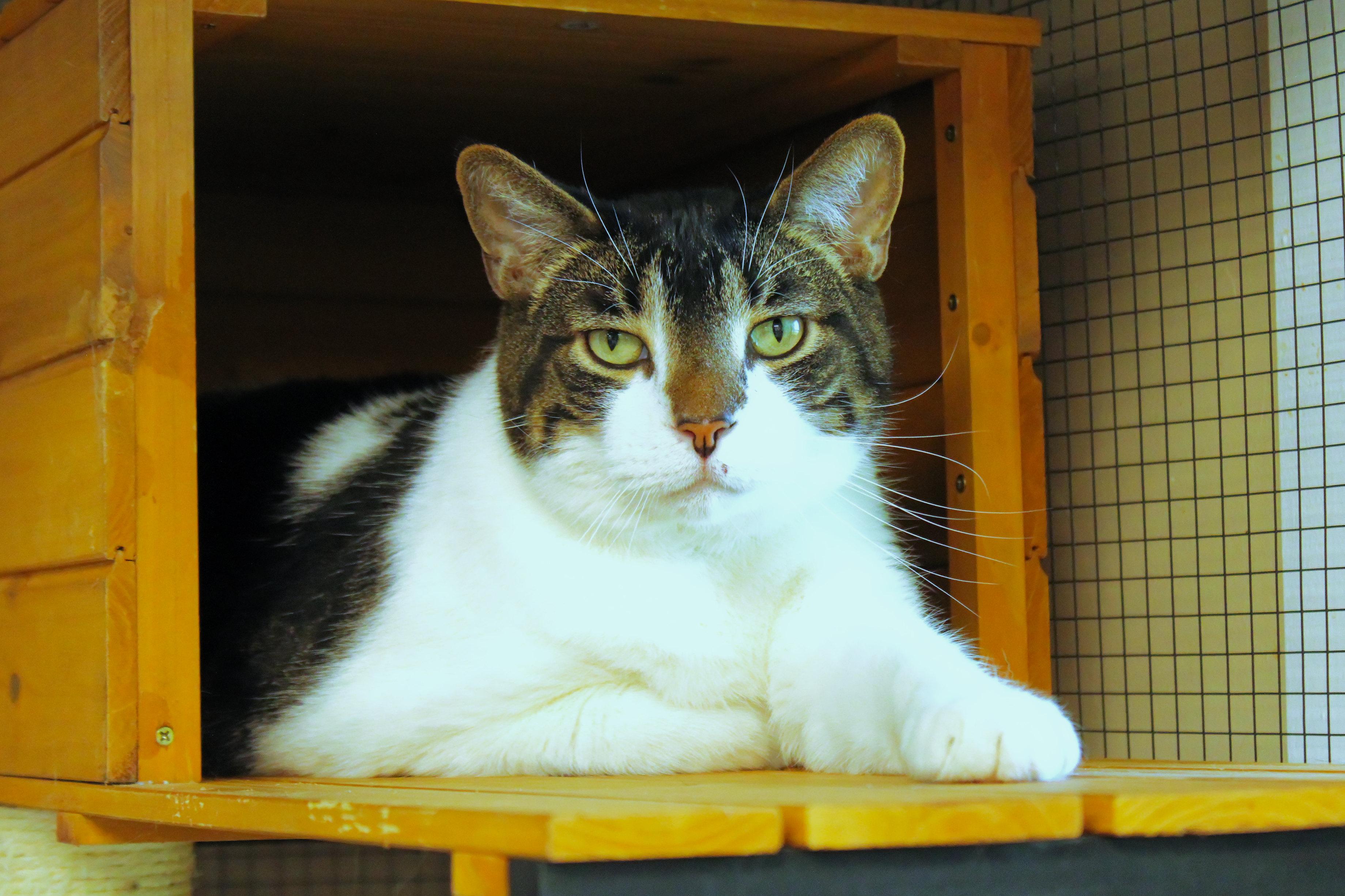 Tig, a ADOPTABLE Domestic Short Hair in Urbana, OH image 1/6