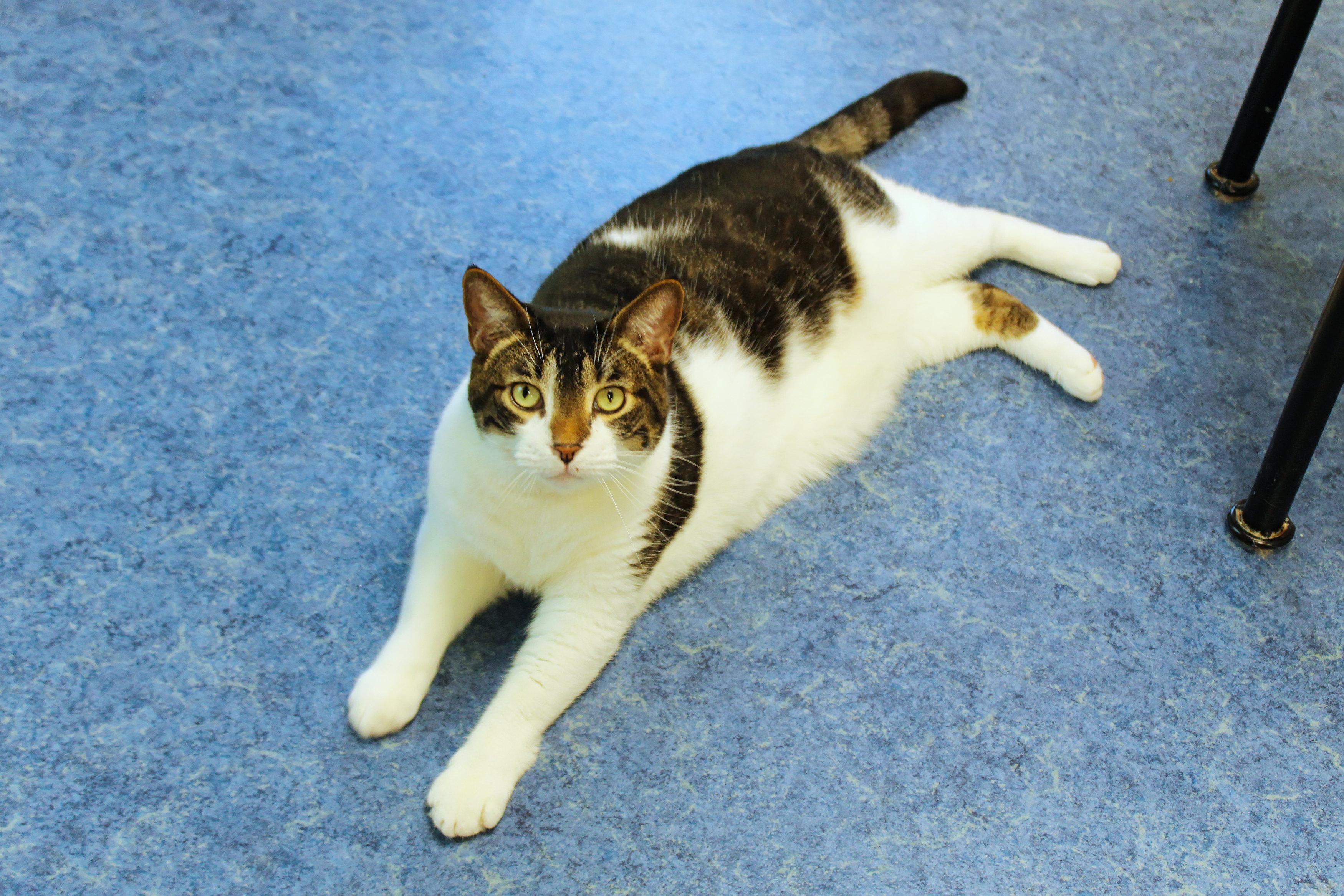 Tig, a ADOPTABLE Domestic Short Hair in Urbana, OH image 4/6