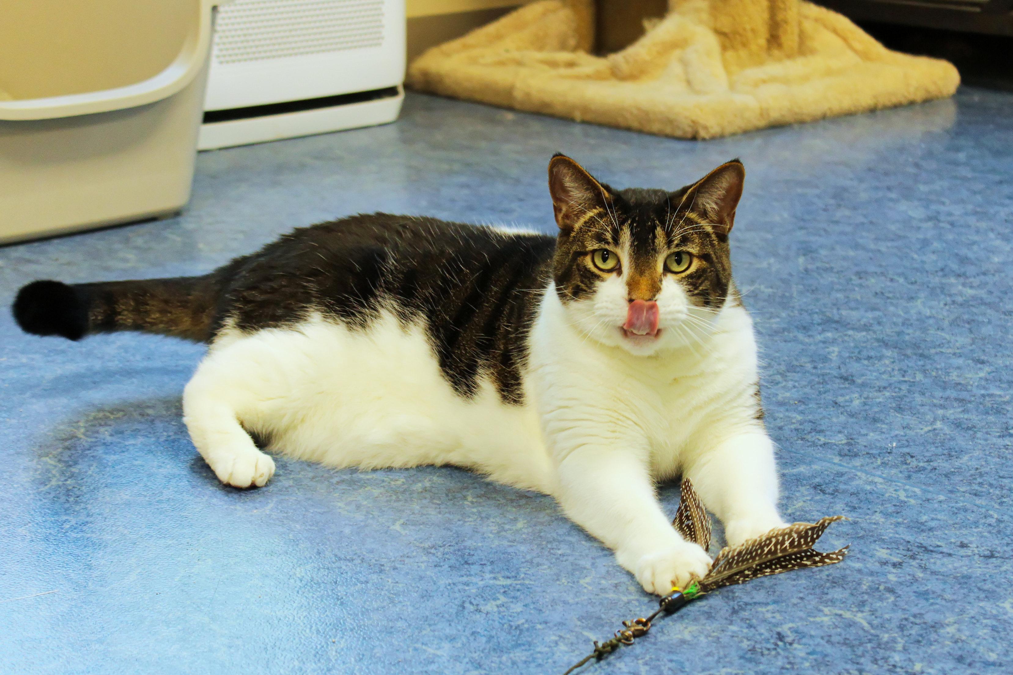 Tig, a ADOPTABLE Domestic Short Hair in Urbana, OH image 3/6