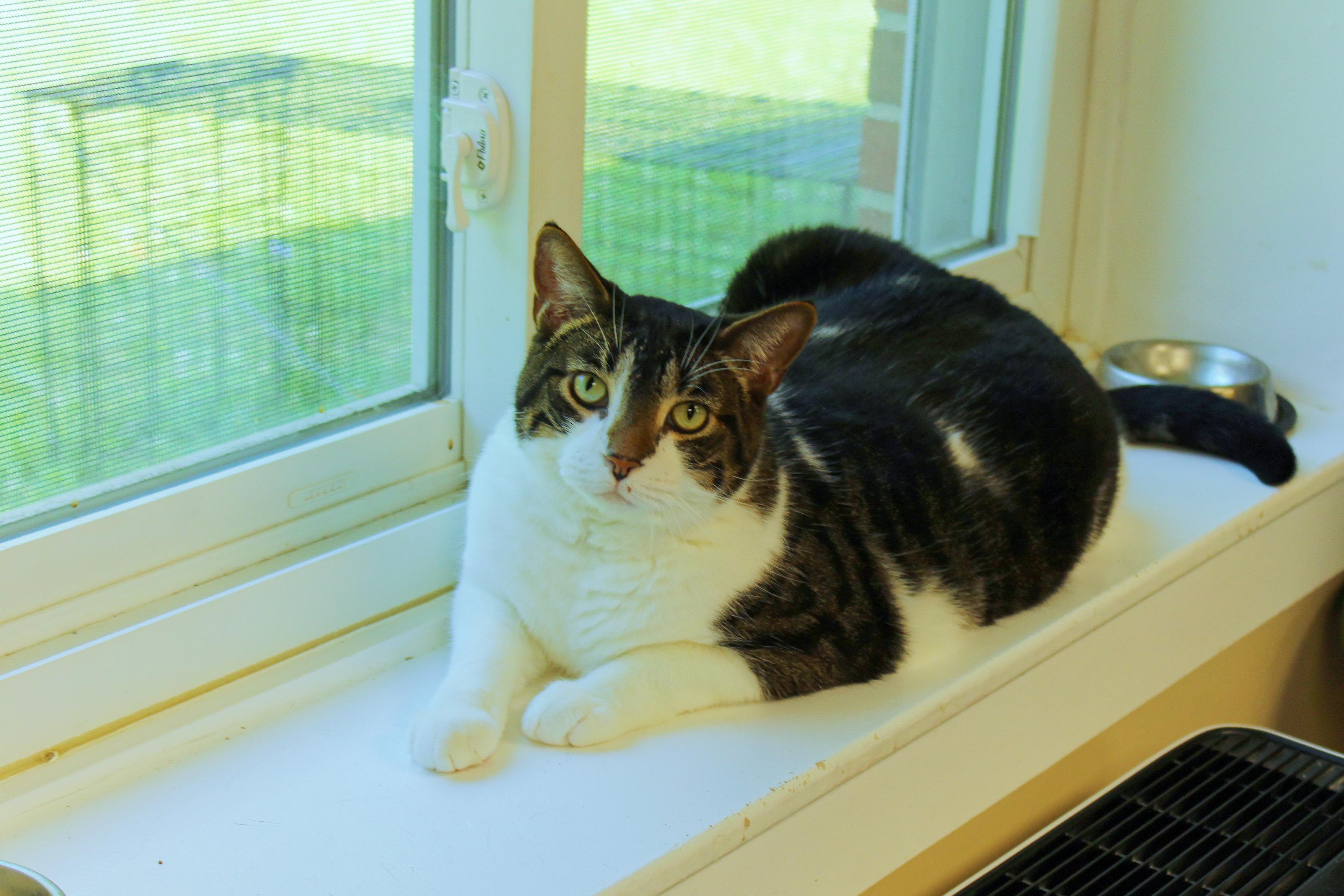 Tig, a ADOPTABLE Domestic Short Hair in Urbana, OH image 6/6