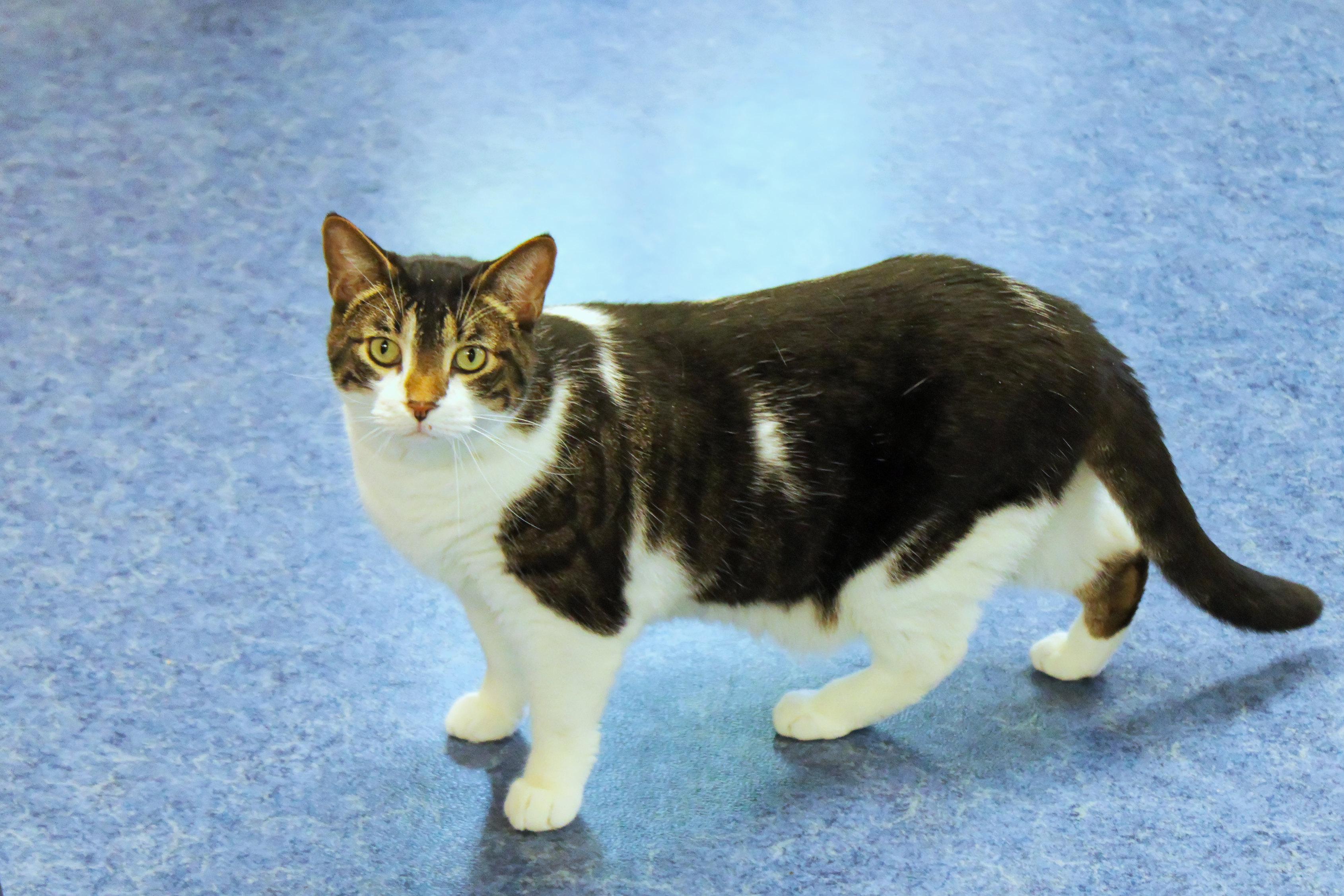 Tig, a ADOPTABLE Domestic Short Hair in Urbana, OH image 5/6