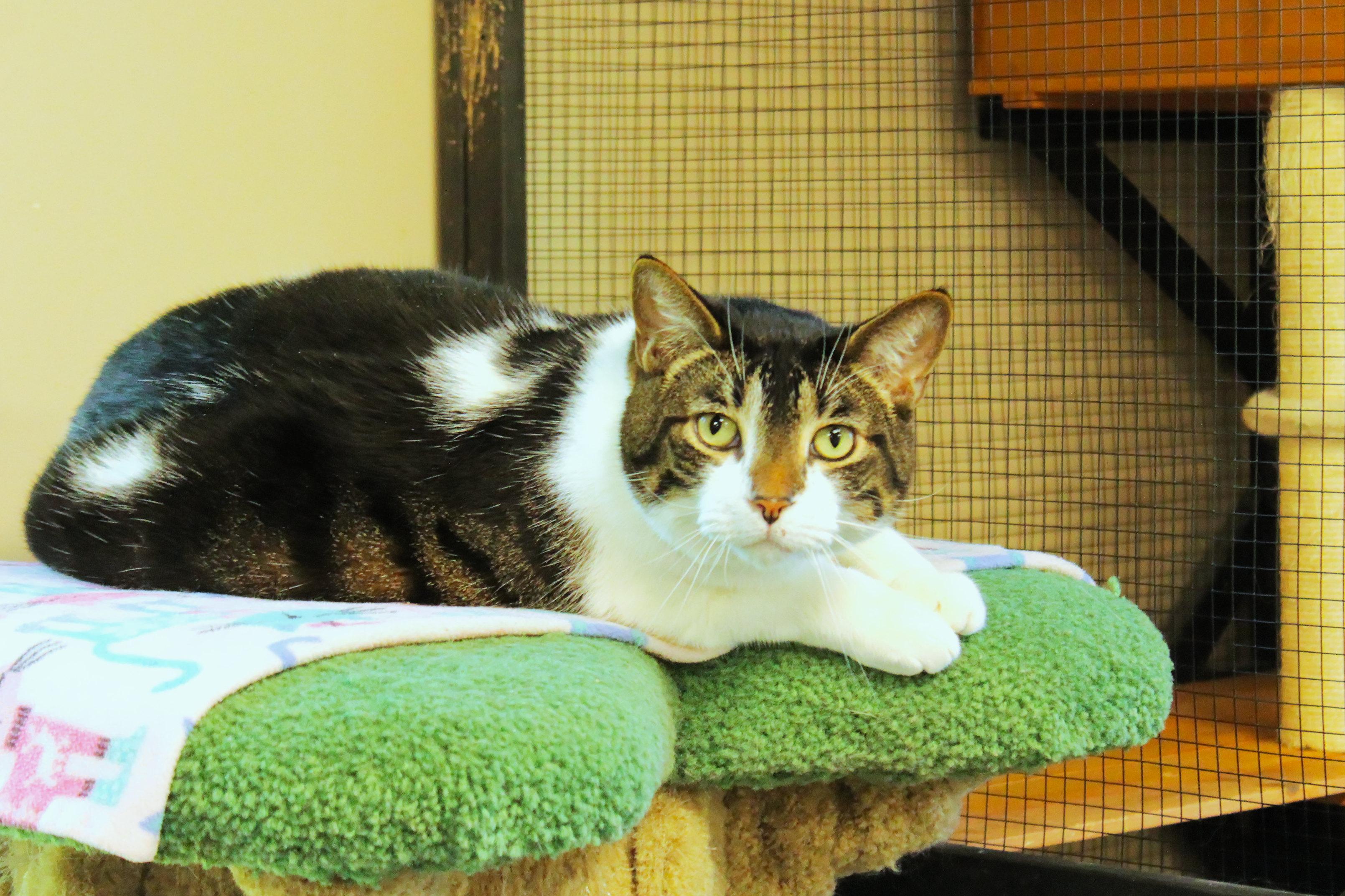 Tig, a ADOPTABLE Domestic Short Hair in Urbana, OH image 2/6