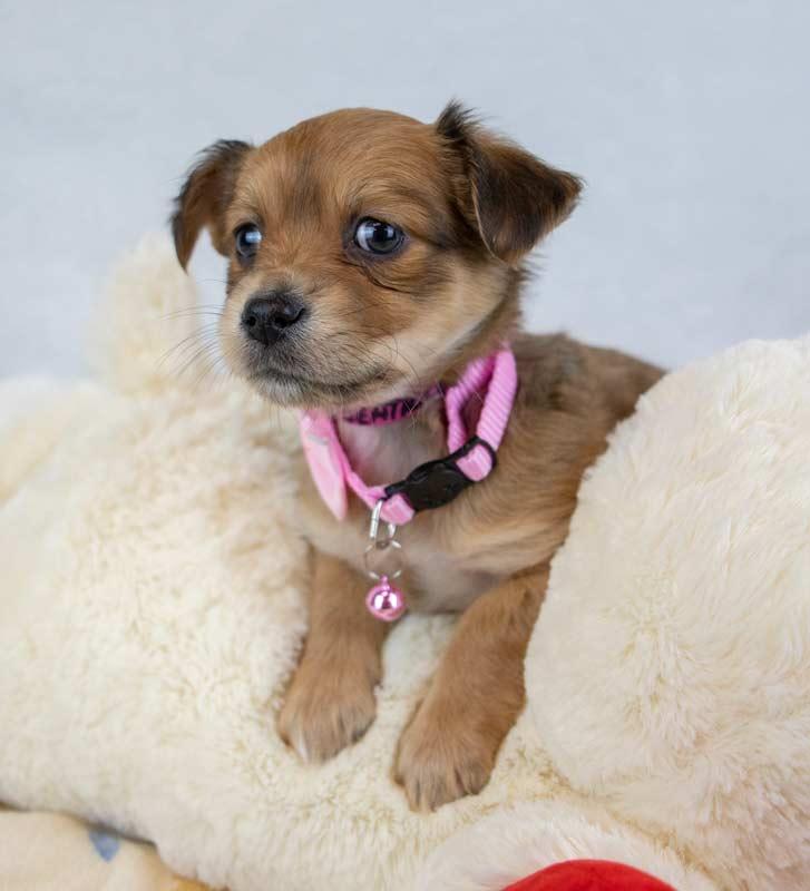 Beatrice, an adopted mixed breed in Kennesaw, GA image 3/6
