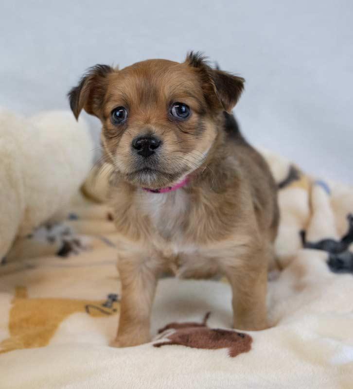 Beatrice, an adopted mixed breed in Kennesaw, GA image 2/6