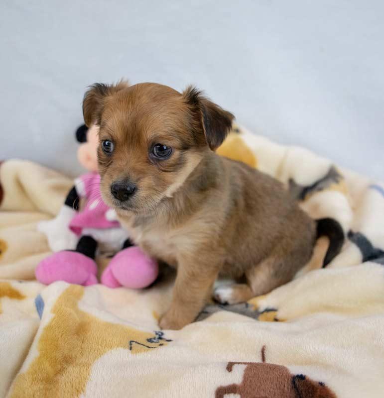 Beatrice, an adopted mixed breed in Kennesaw, GA image 6/6